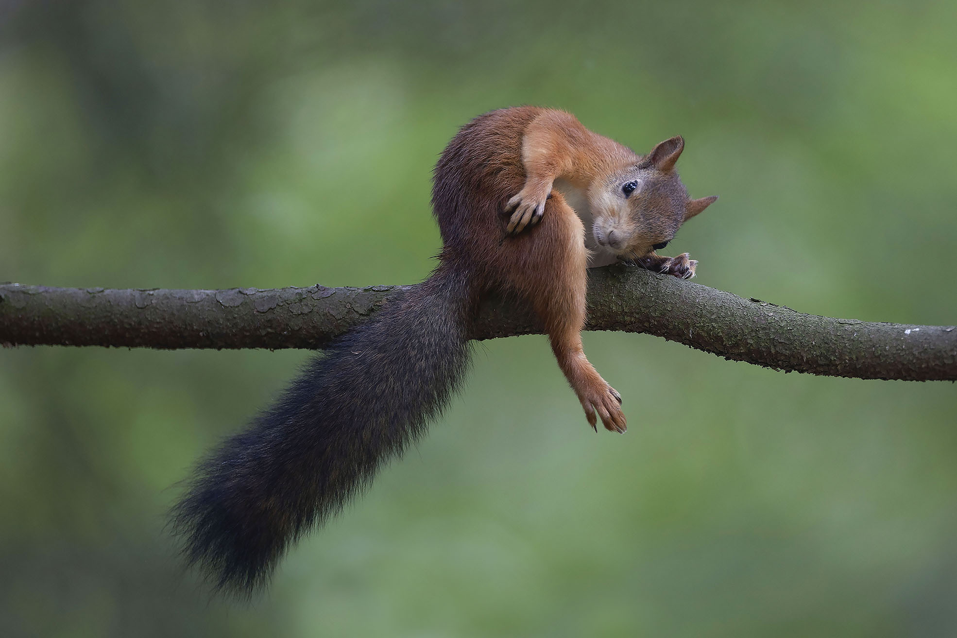 белка, фотомодель, лес, природа, красота, squirrel, forest, beautiful, nature, Стукалова Юлия