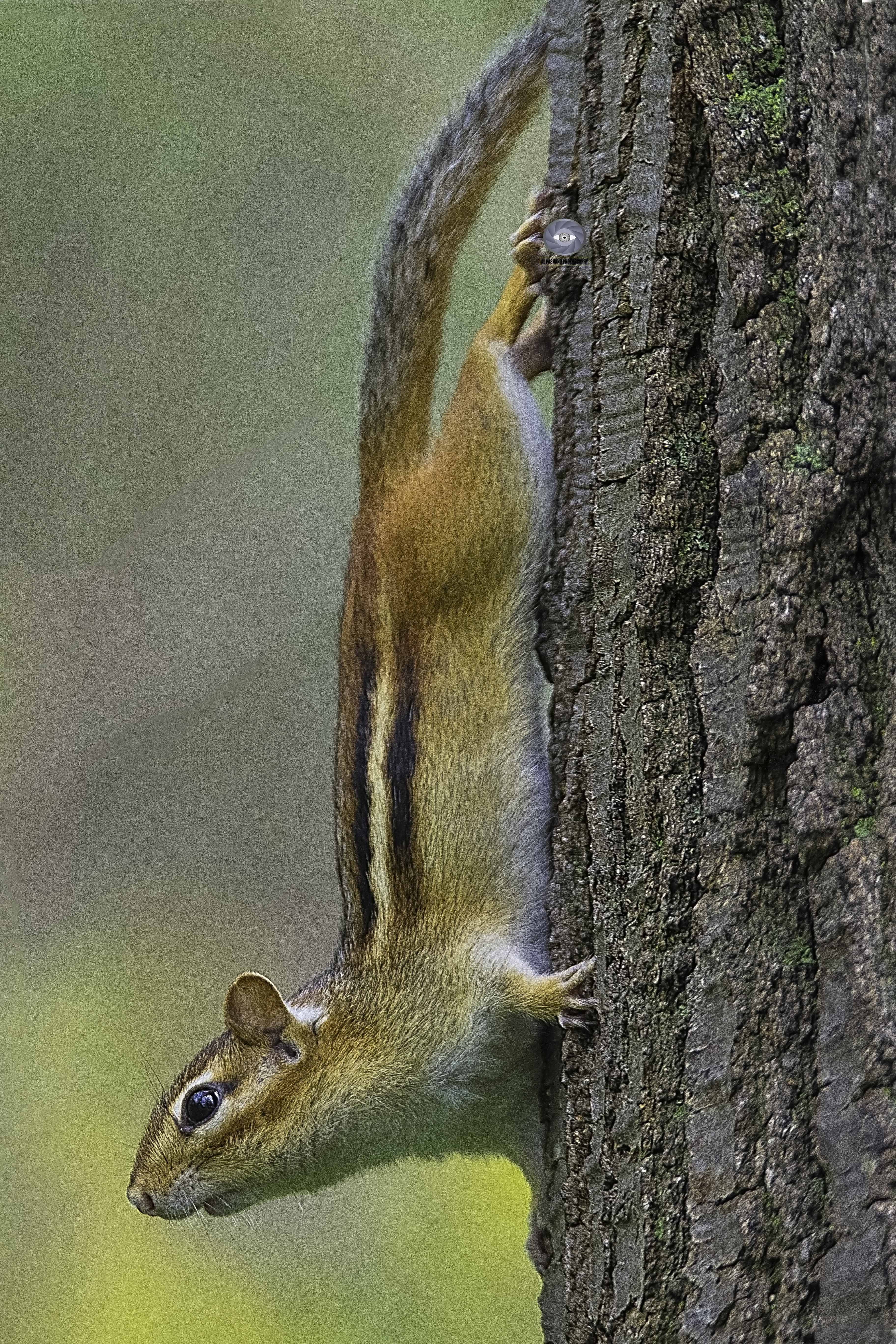 Rodent-Chipmunk- Mammals, Ali Pashang