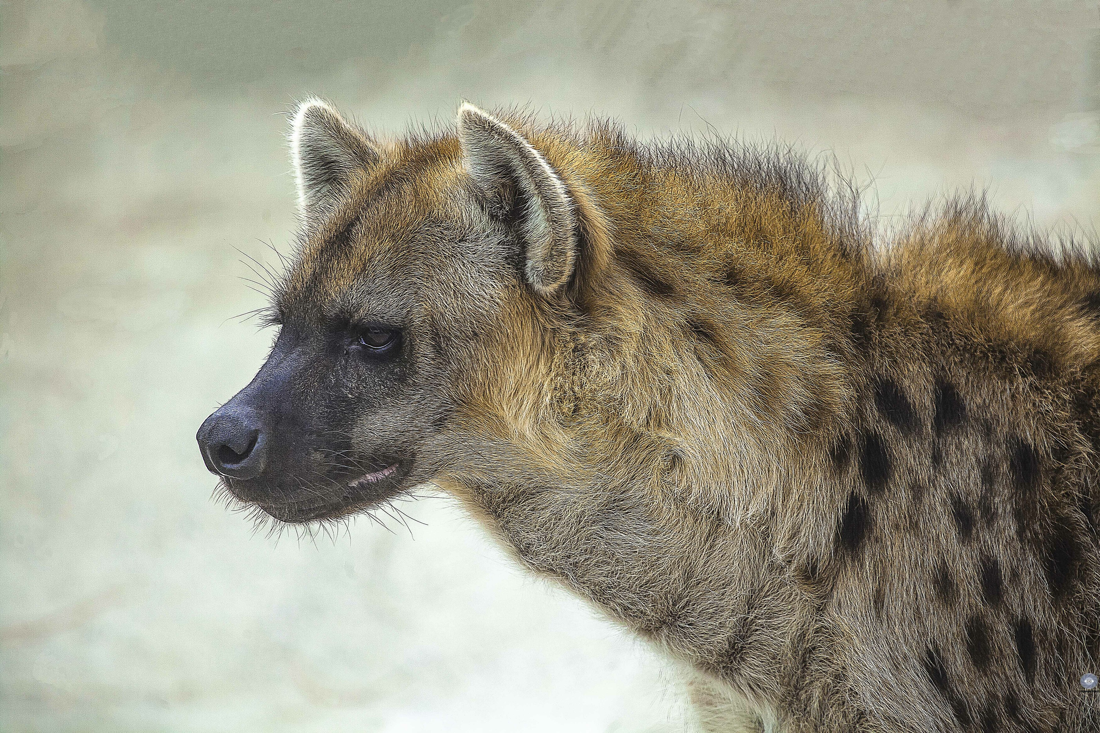 mammals- hyena-spotted hyena, Ali Pashang