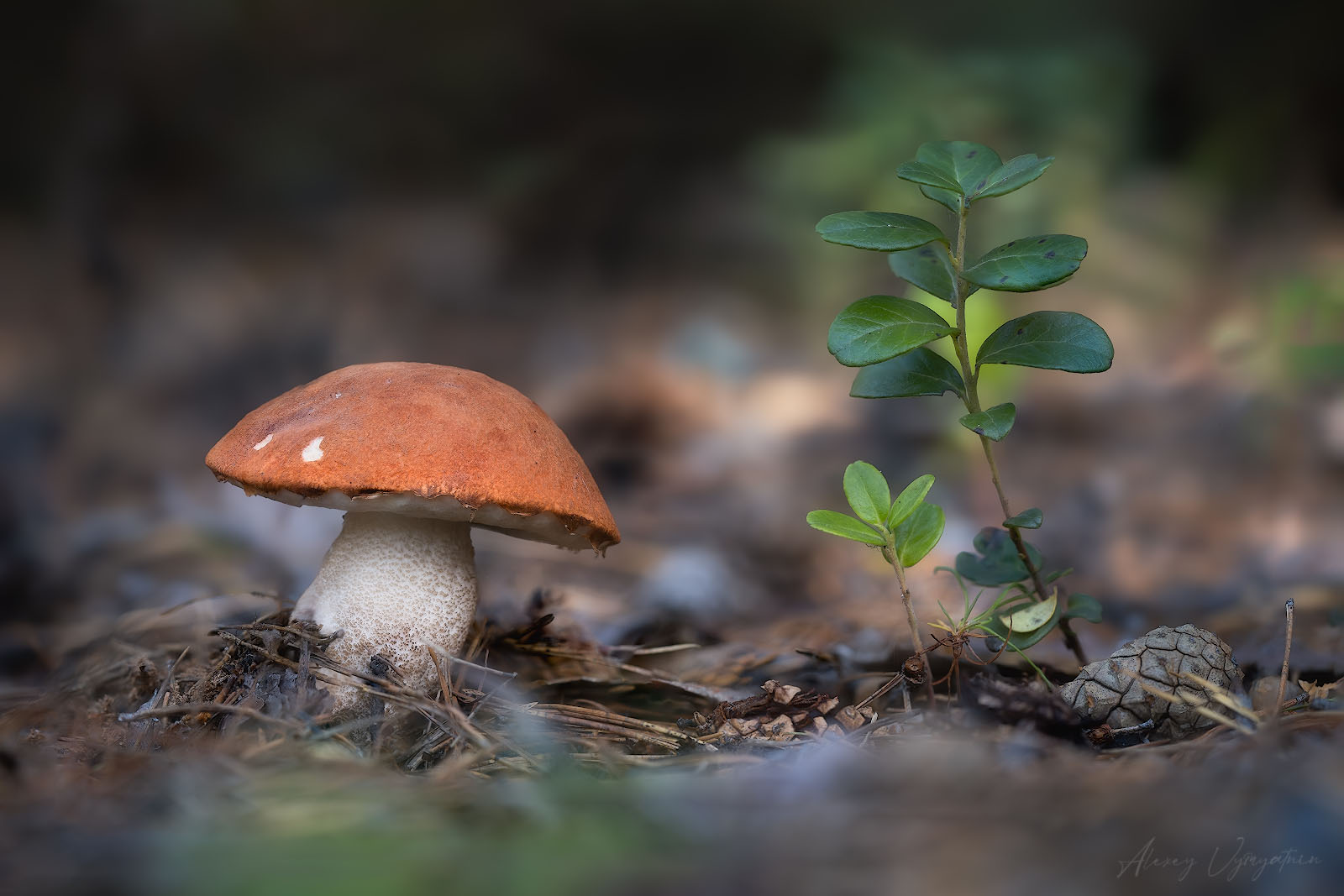 macro, mushrooms, forest, wild, outdoor, Алексей Вымятнин