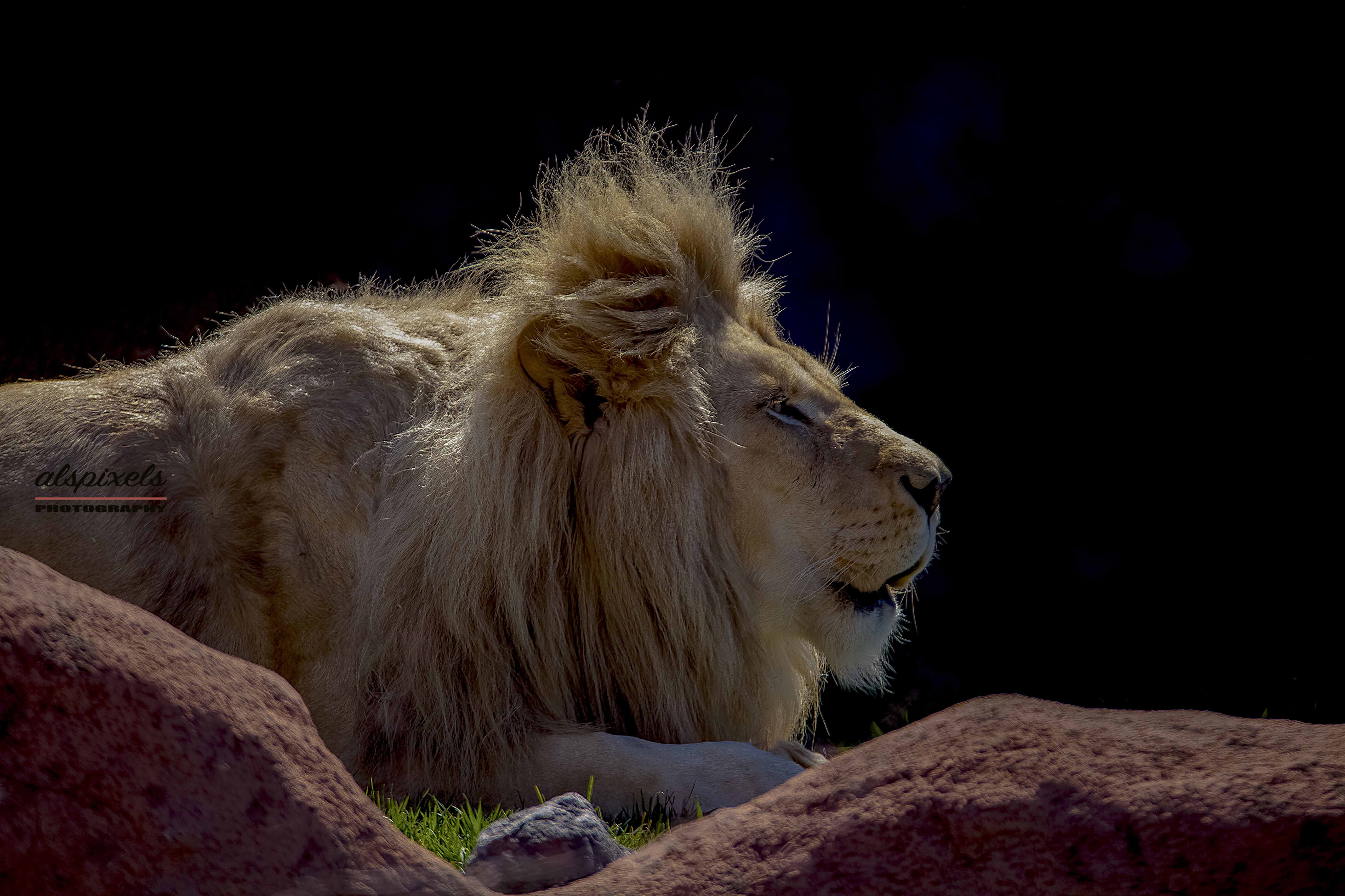 lion-african lion-cat-big cat-white lion-africa-mammals-power-strong, Ali Pashang