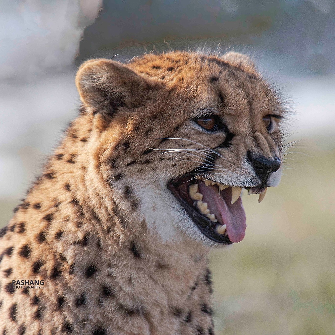 mammals-cheetah-fastest -speed., Ali Pashang