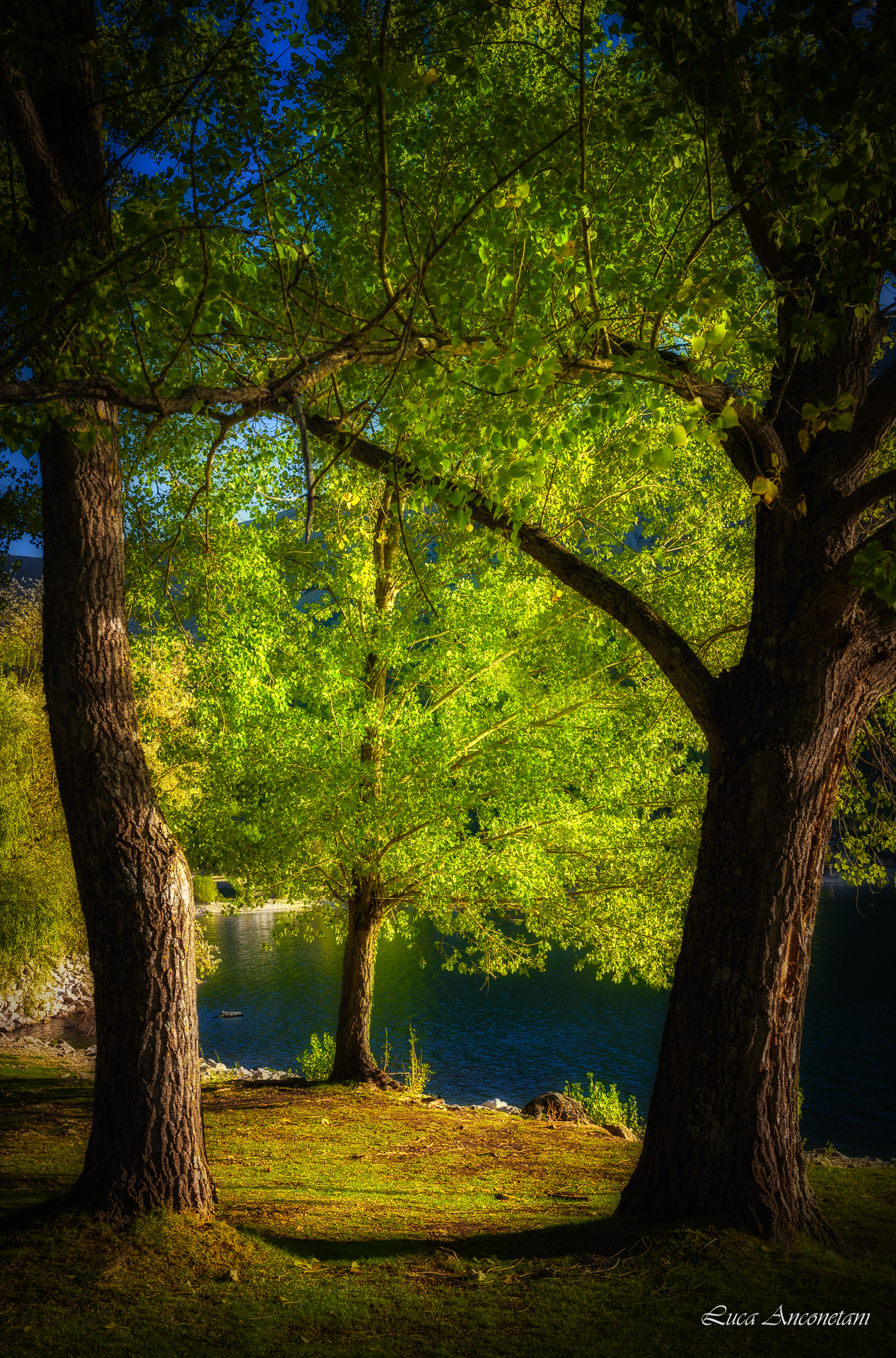 trees, Anconetani Luca