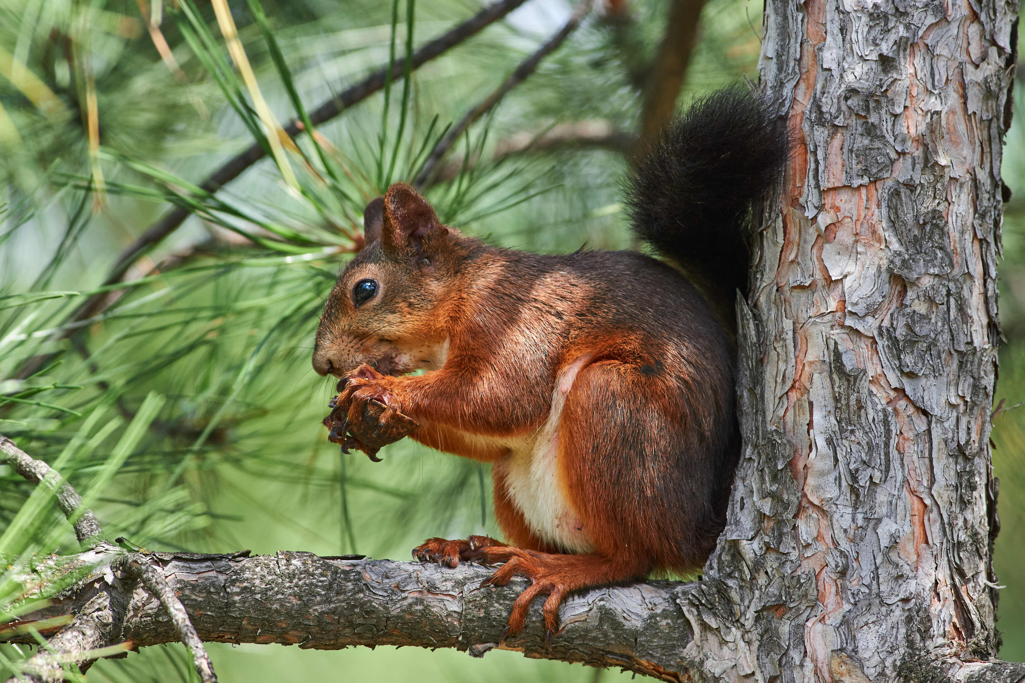 squirrel, volgograd, russia, , Павел Сторчилов