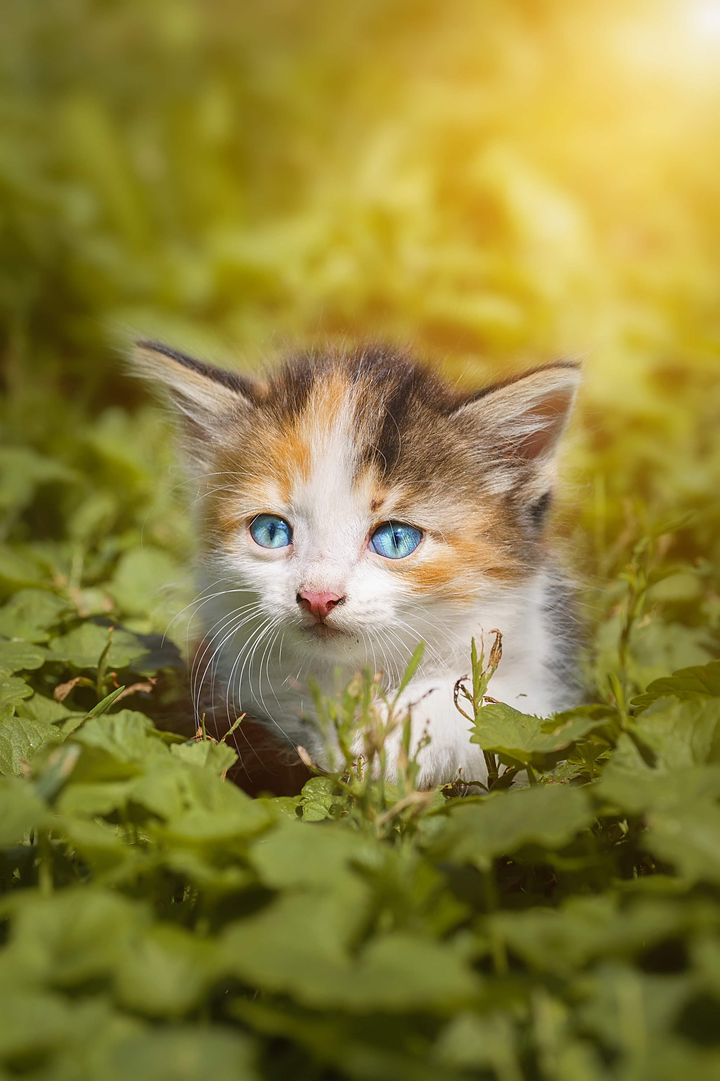 nature, cat, grass, animal, portrait, green, young, feline, cute, pet, Корнеев Алексей