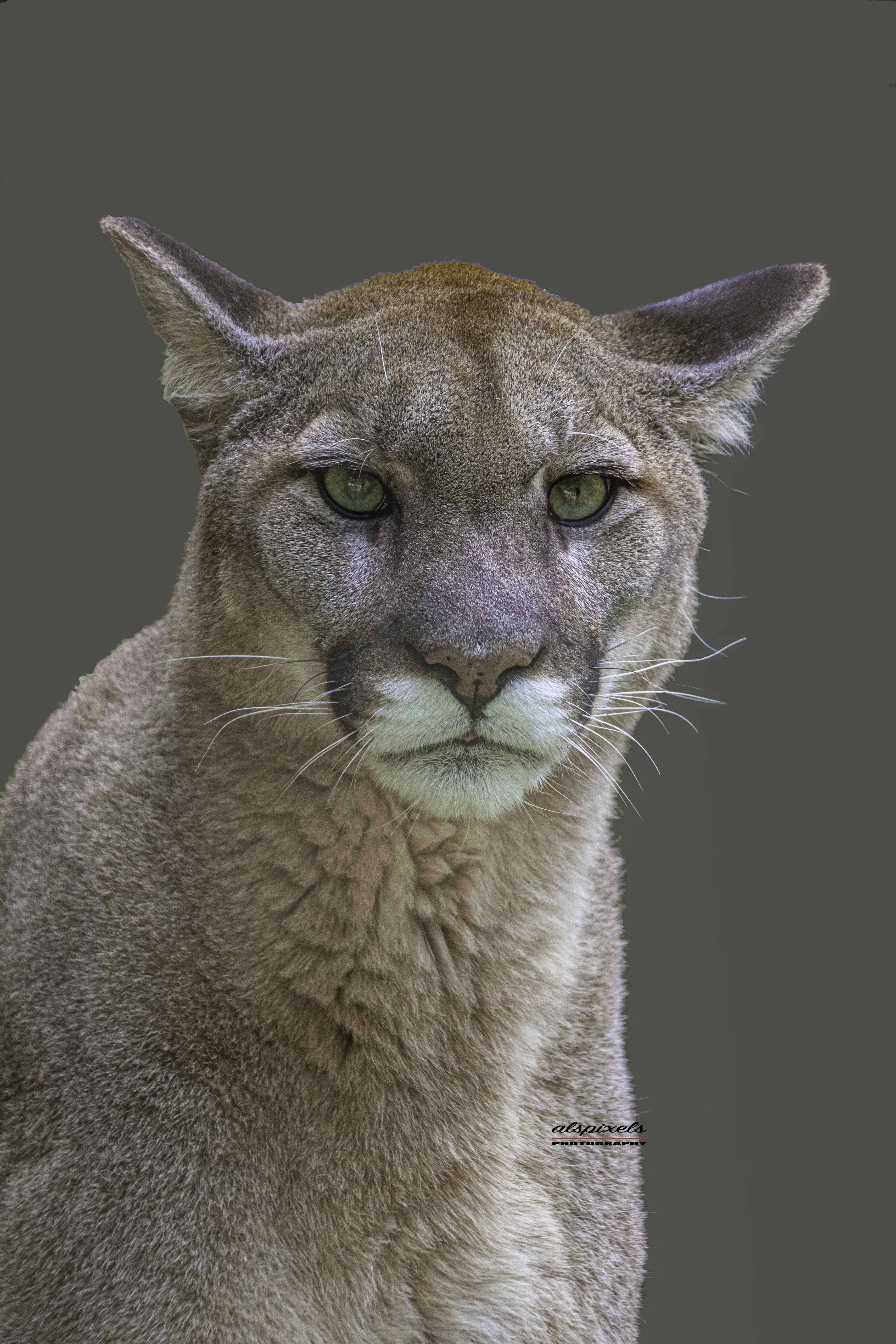 Cat-Big cat- Puma-Mountain lion, Ali Pashang