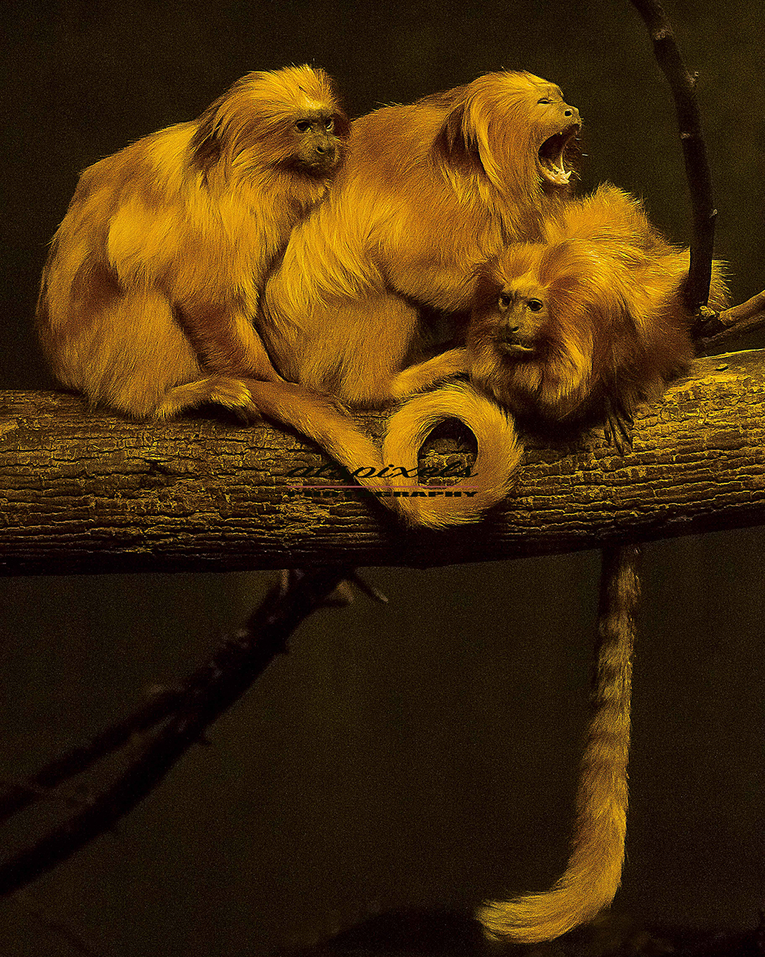 mammal- monkey- golden lion tamarin, Ali Pashang