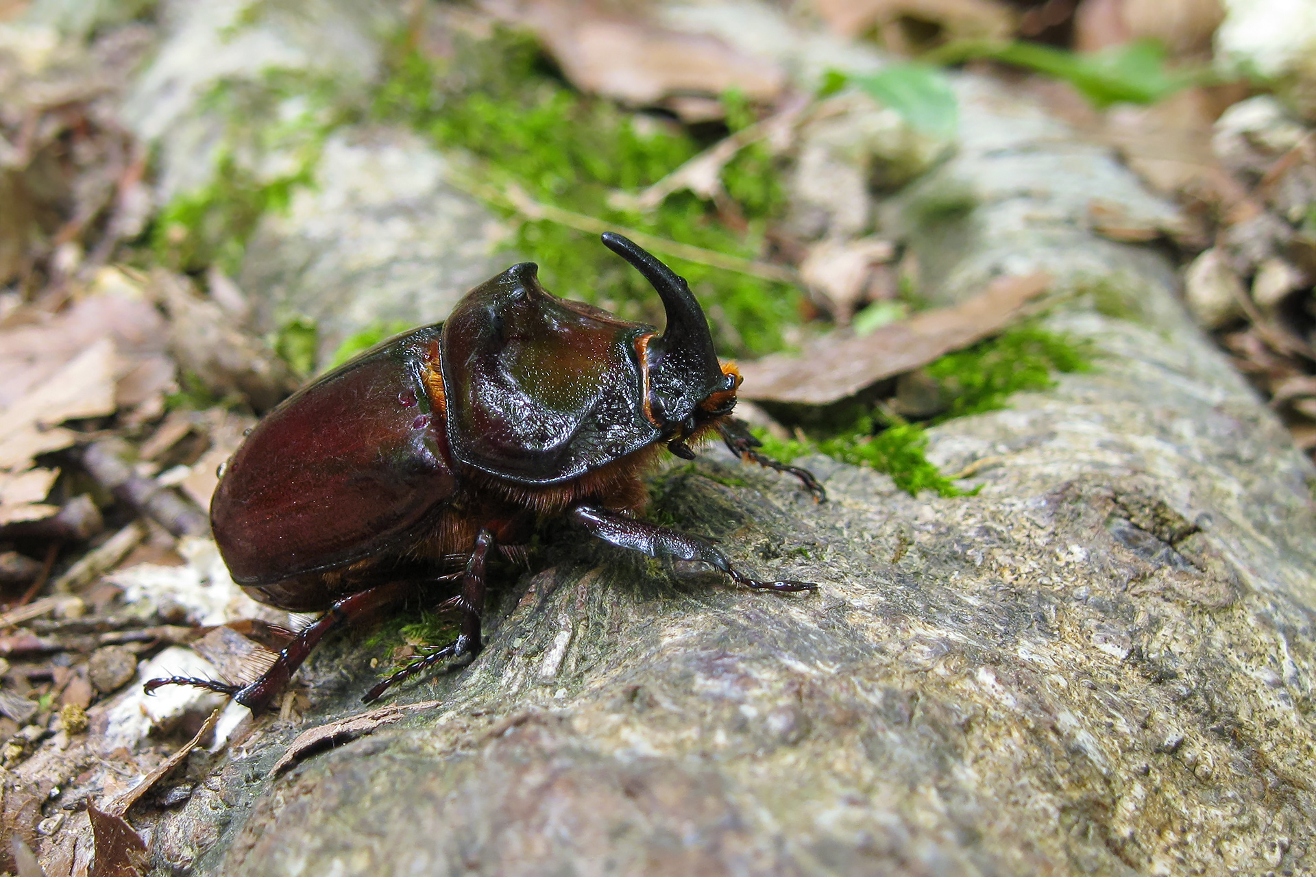 жук-носорог, жук-носорог обыкновенный, дупляк-носорог, oryctes nasicornis, КарОл