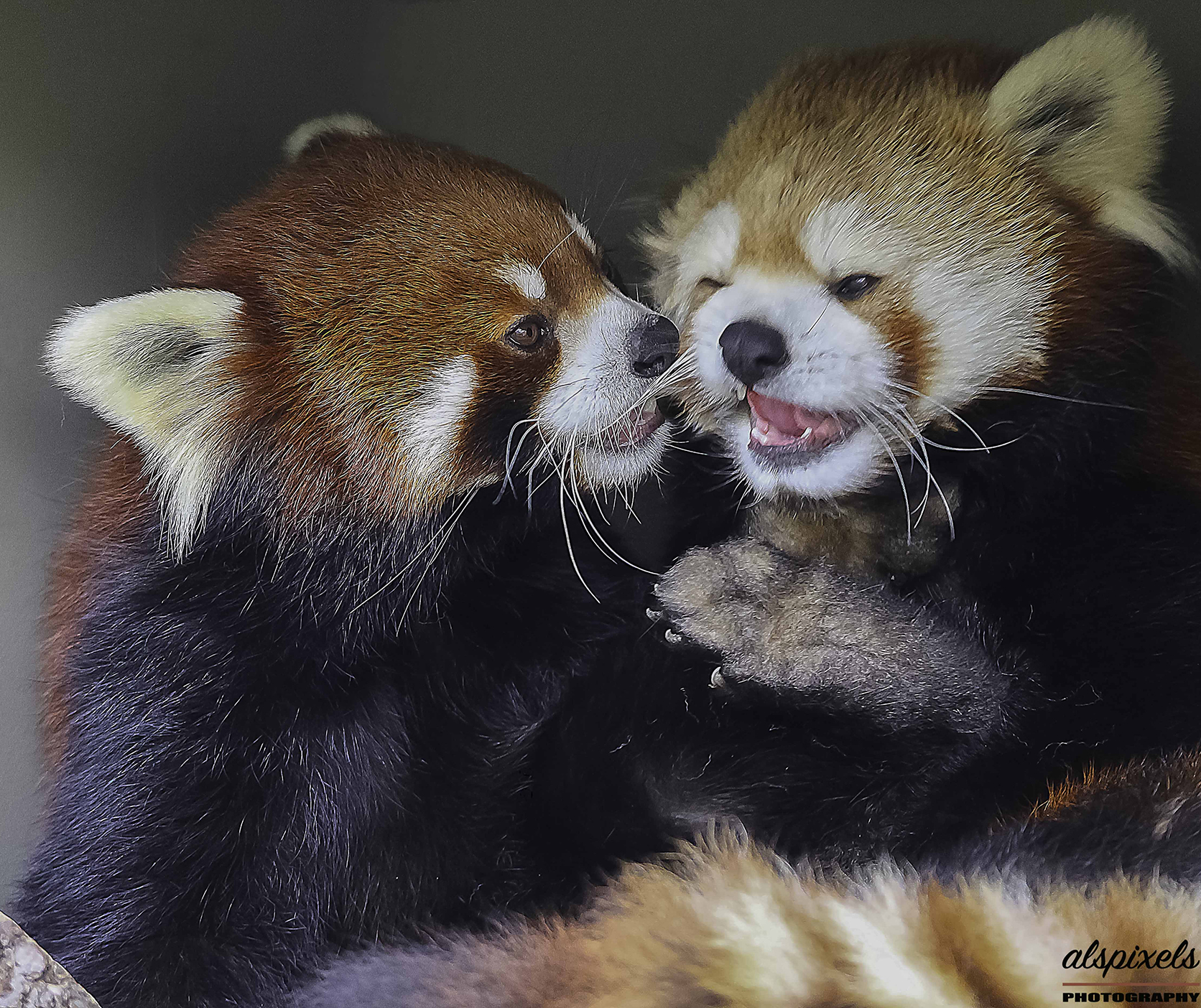 mammals- panda- red panda, Ali Pashang