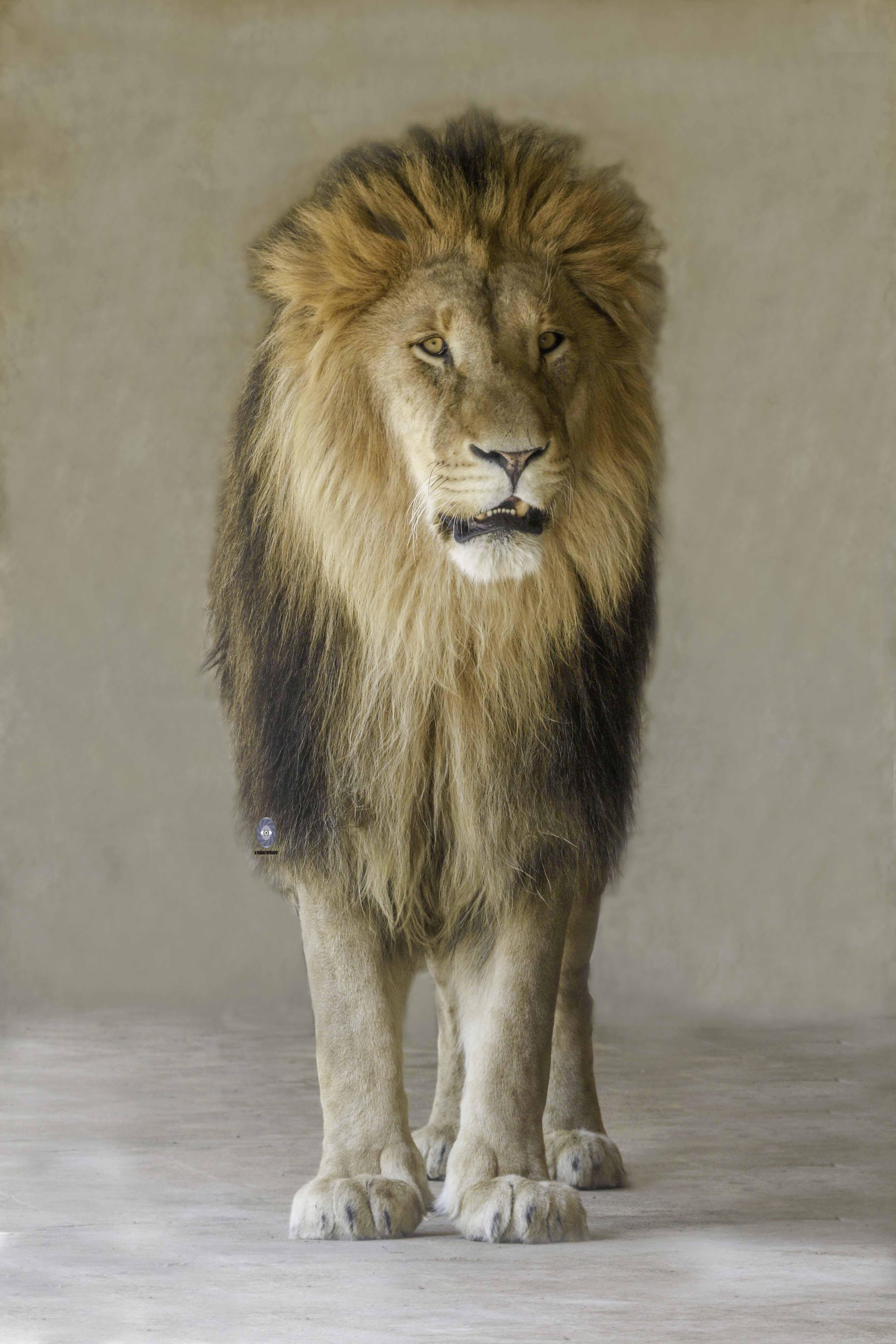 lion-african lion-cat-big cat-white lion-africa-mammals-power-strong, Ali Pashang