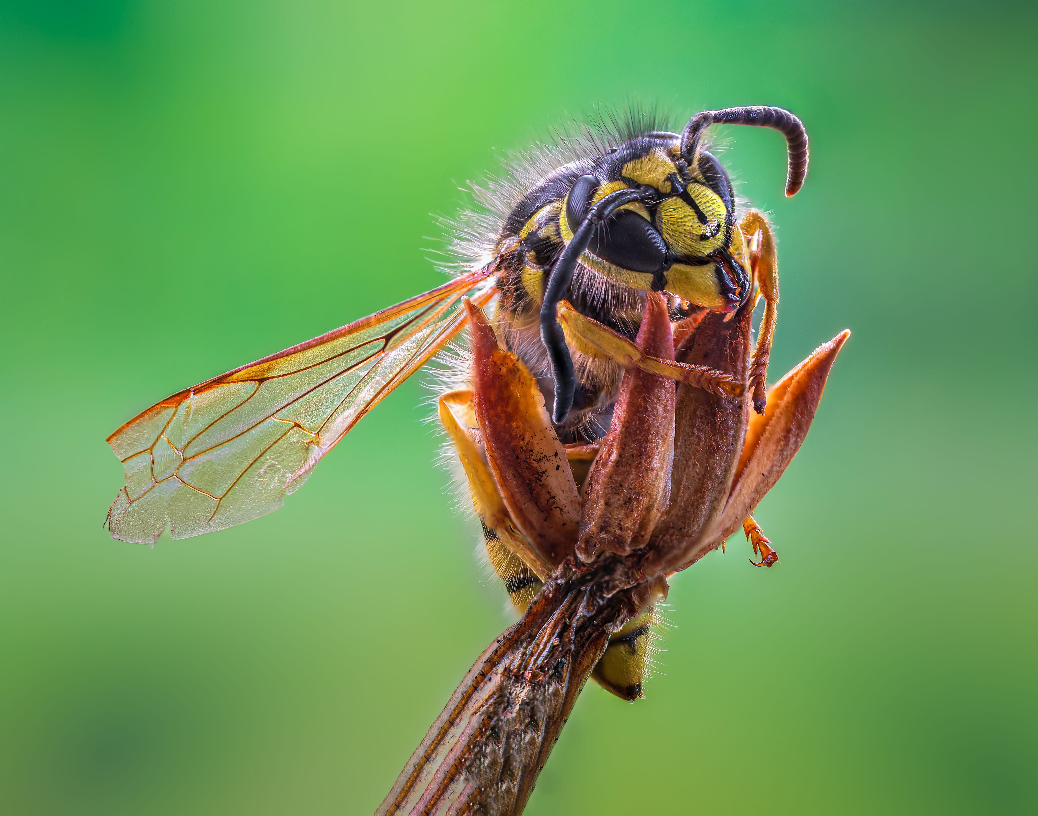 wasp, insect, macro, nature, wild, insects, bee,, Atul Saluja