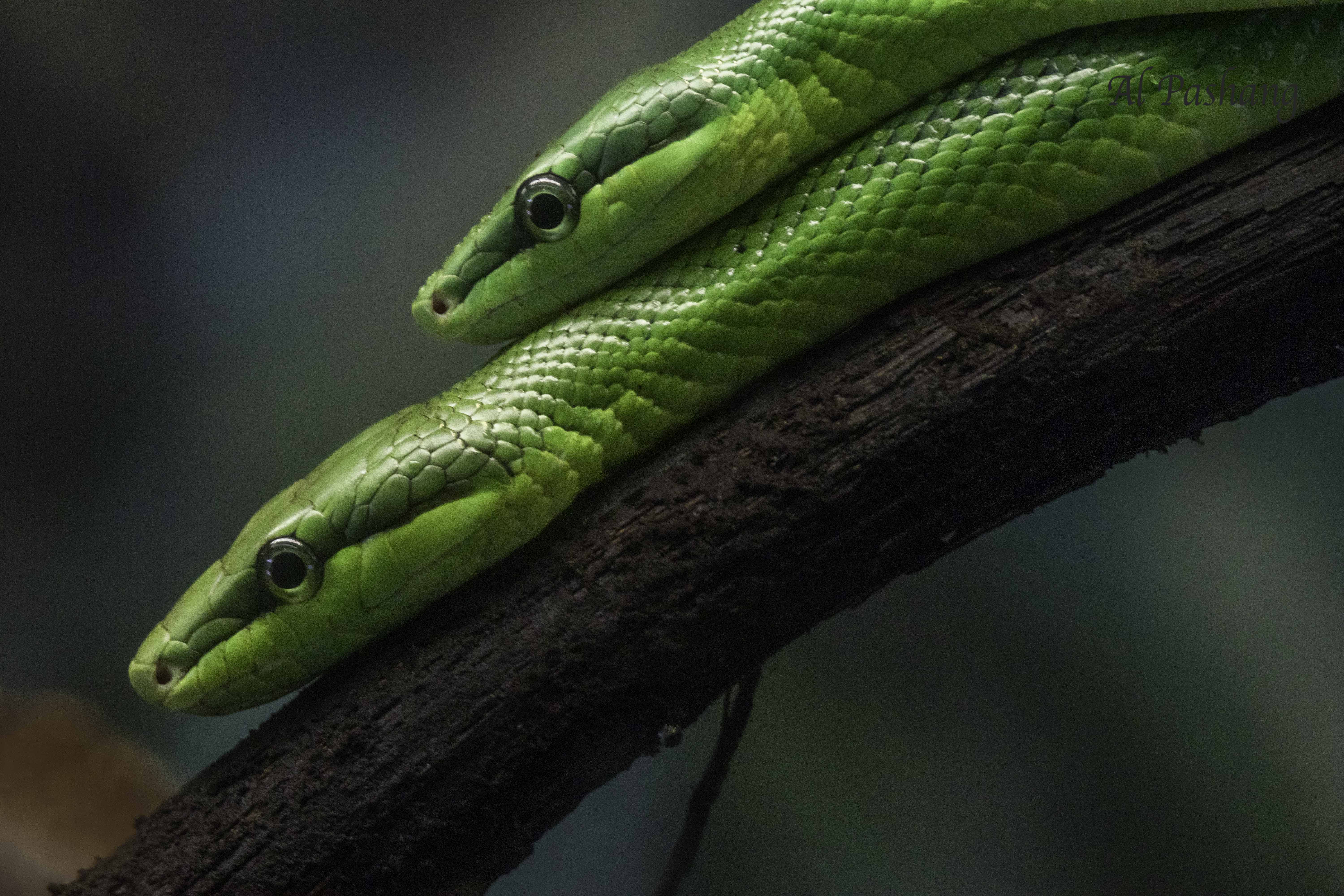 Ratsnake- Red-tailed green rat snake- snake- reptile Gonyosoma oxycephalum, Ali Pashang