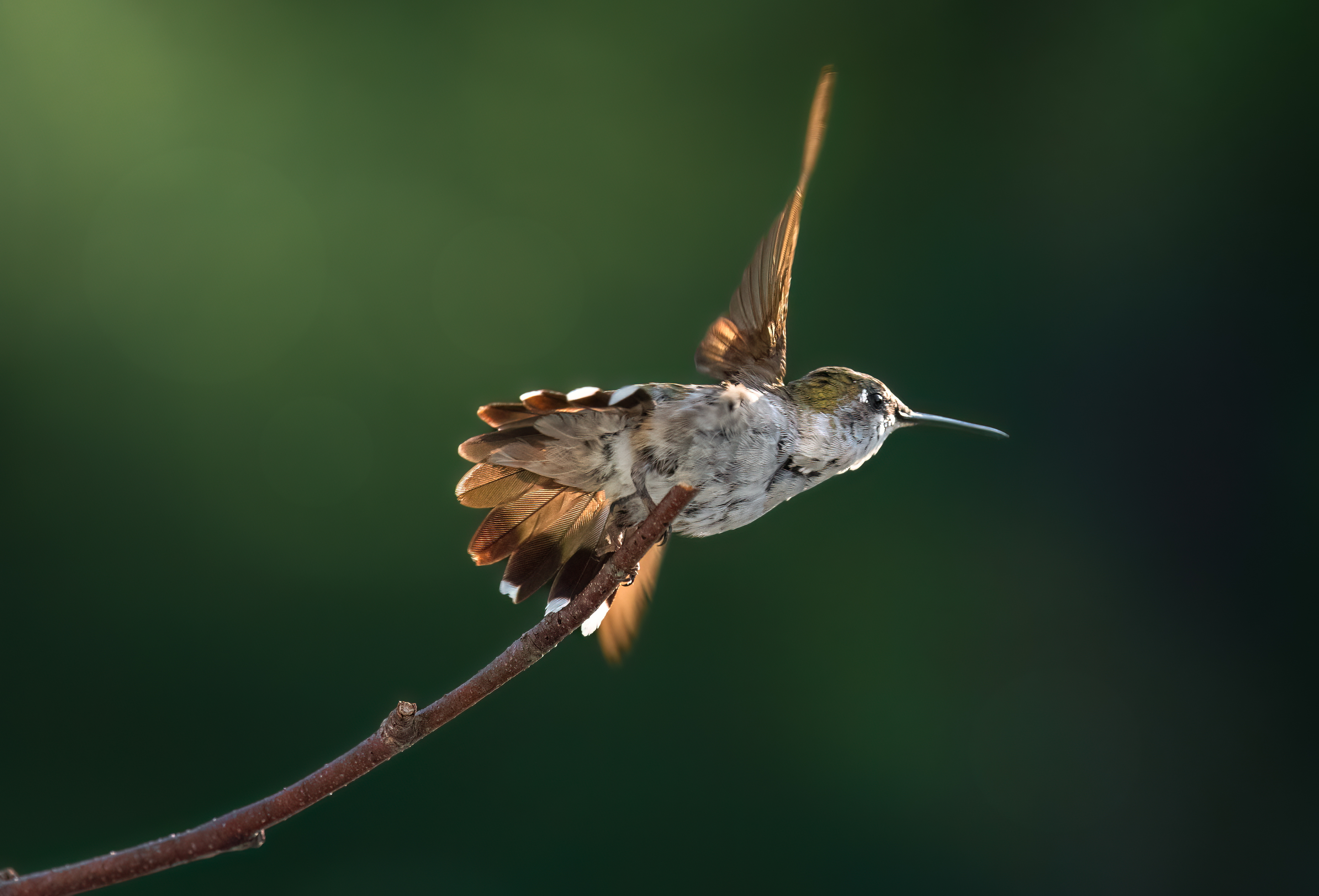 bird, humming, hummingbird, hummingbirds, hummer, rufous, nature, animals, wild, action, dynamic, Atul Saluja