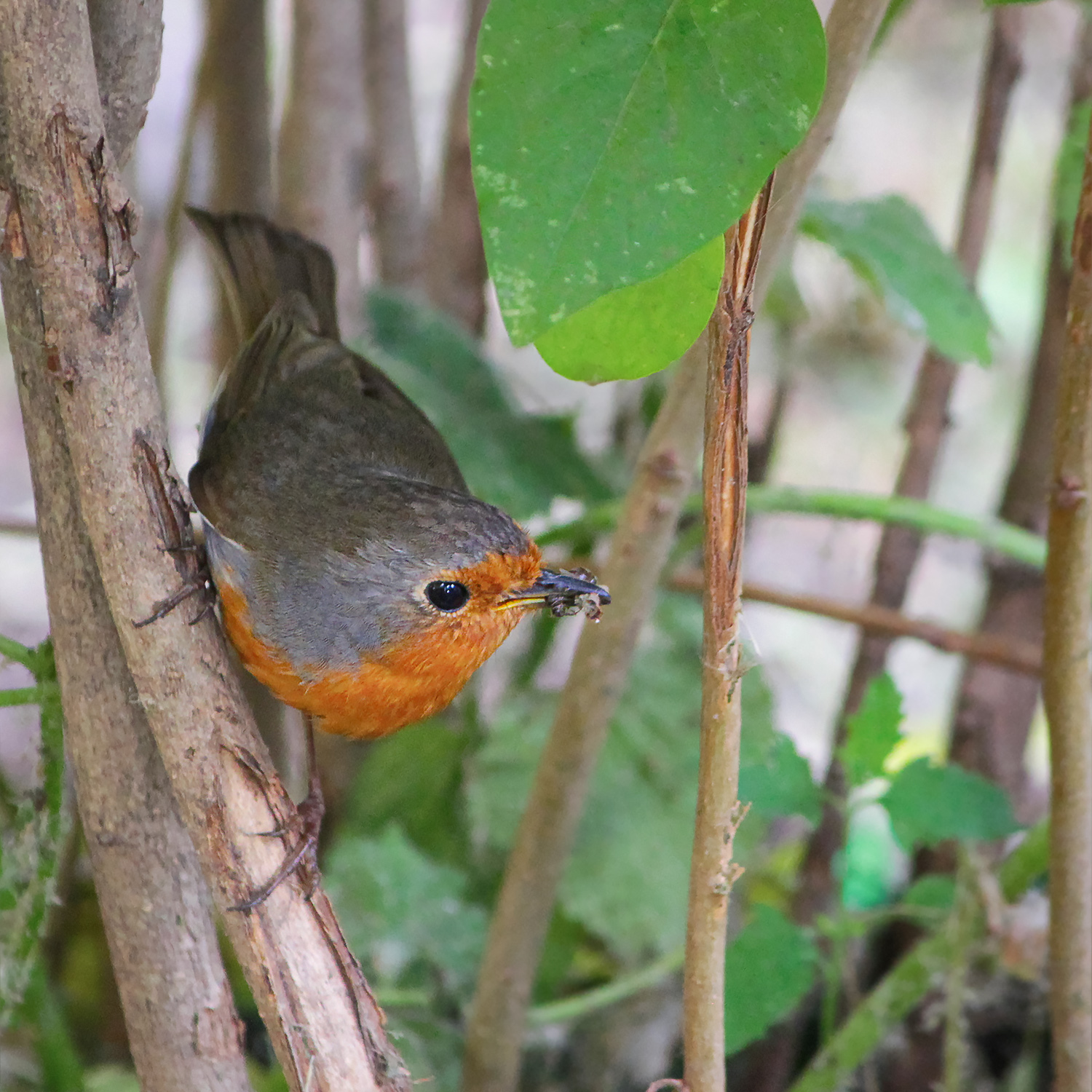 зарянка, малиновка, erithacus rubecula, КарОл