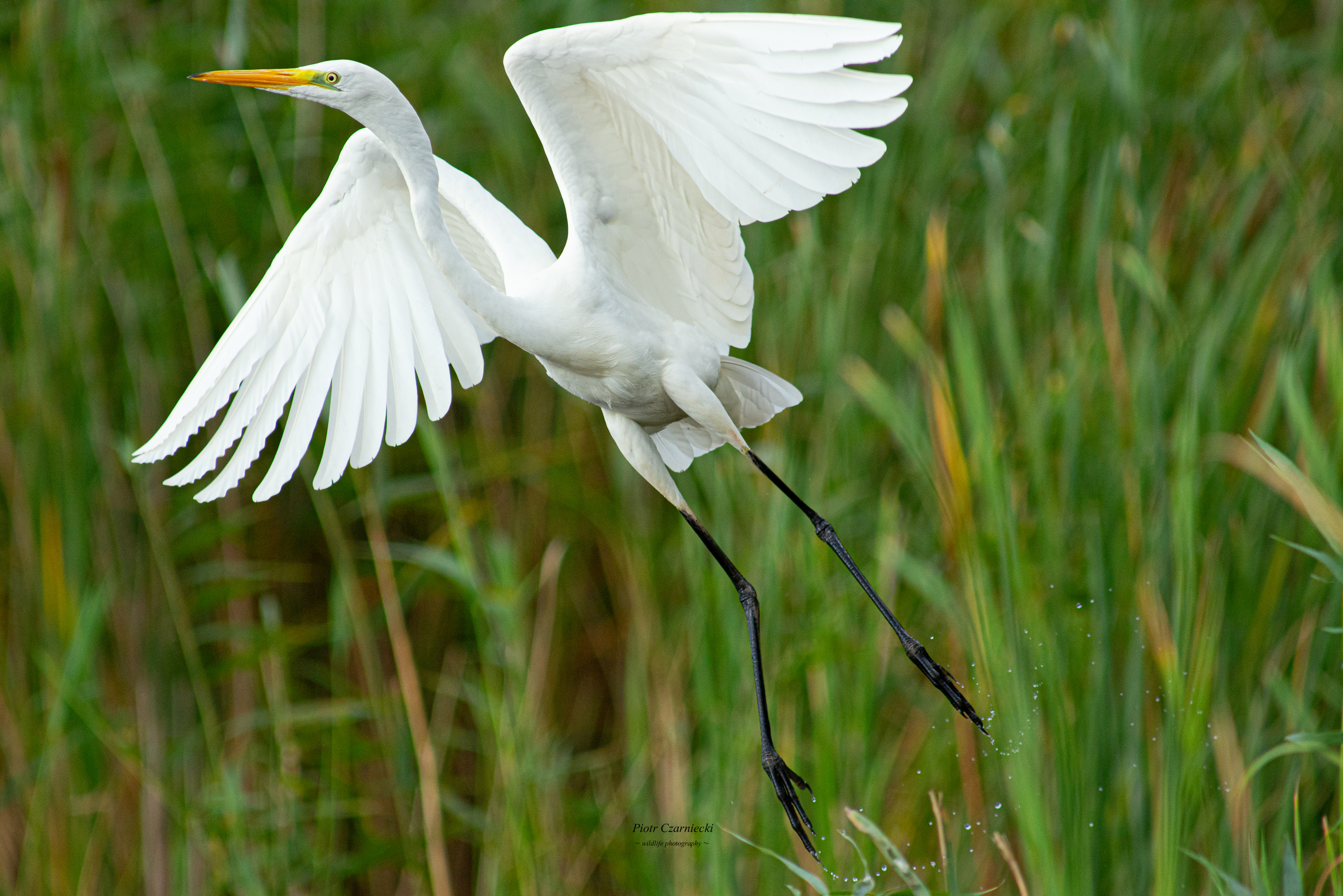 white heron, birds, white heron, nature,, PIOTR CZARNIECKI