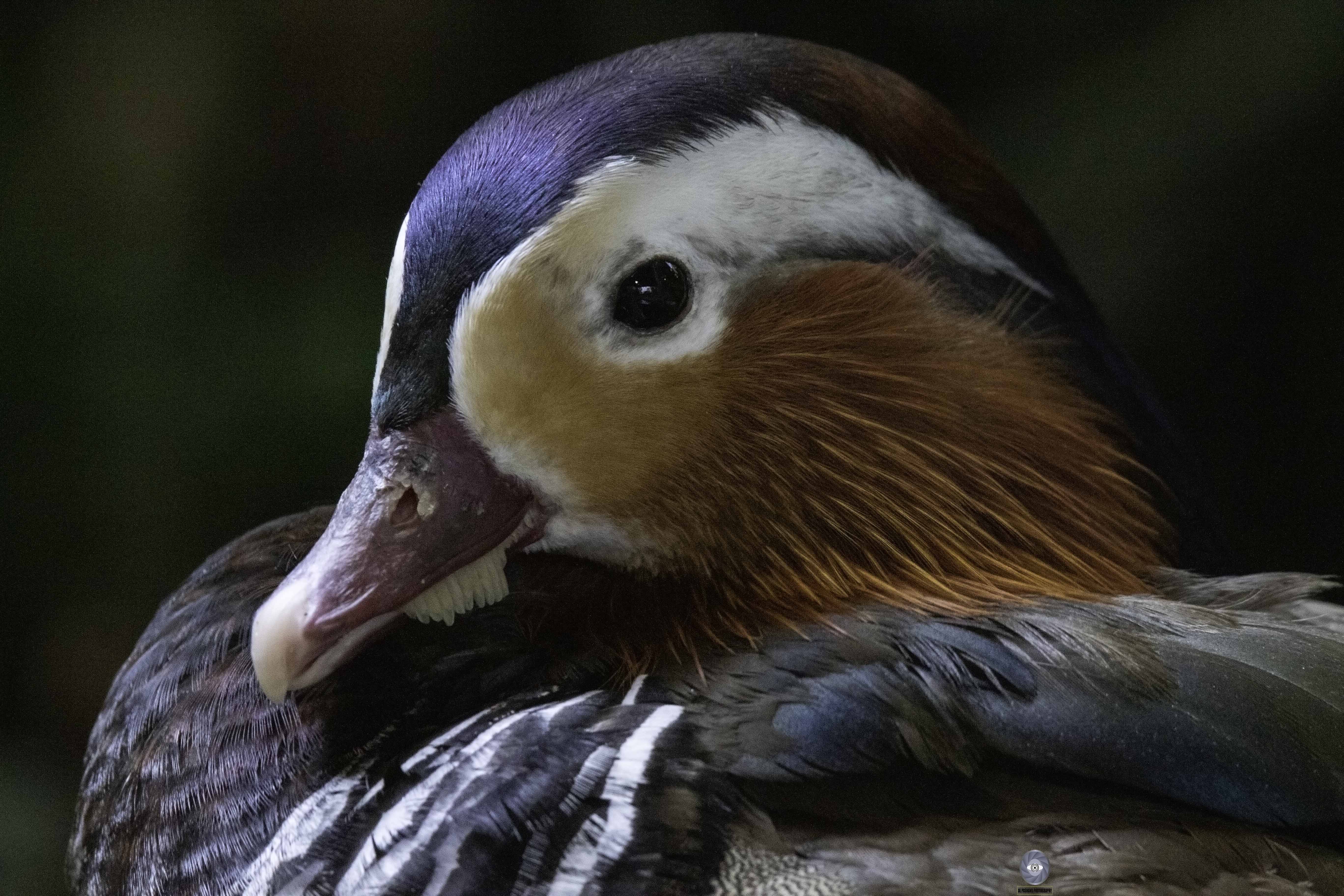 bird  duck  mandarin duck, Ali Pashang