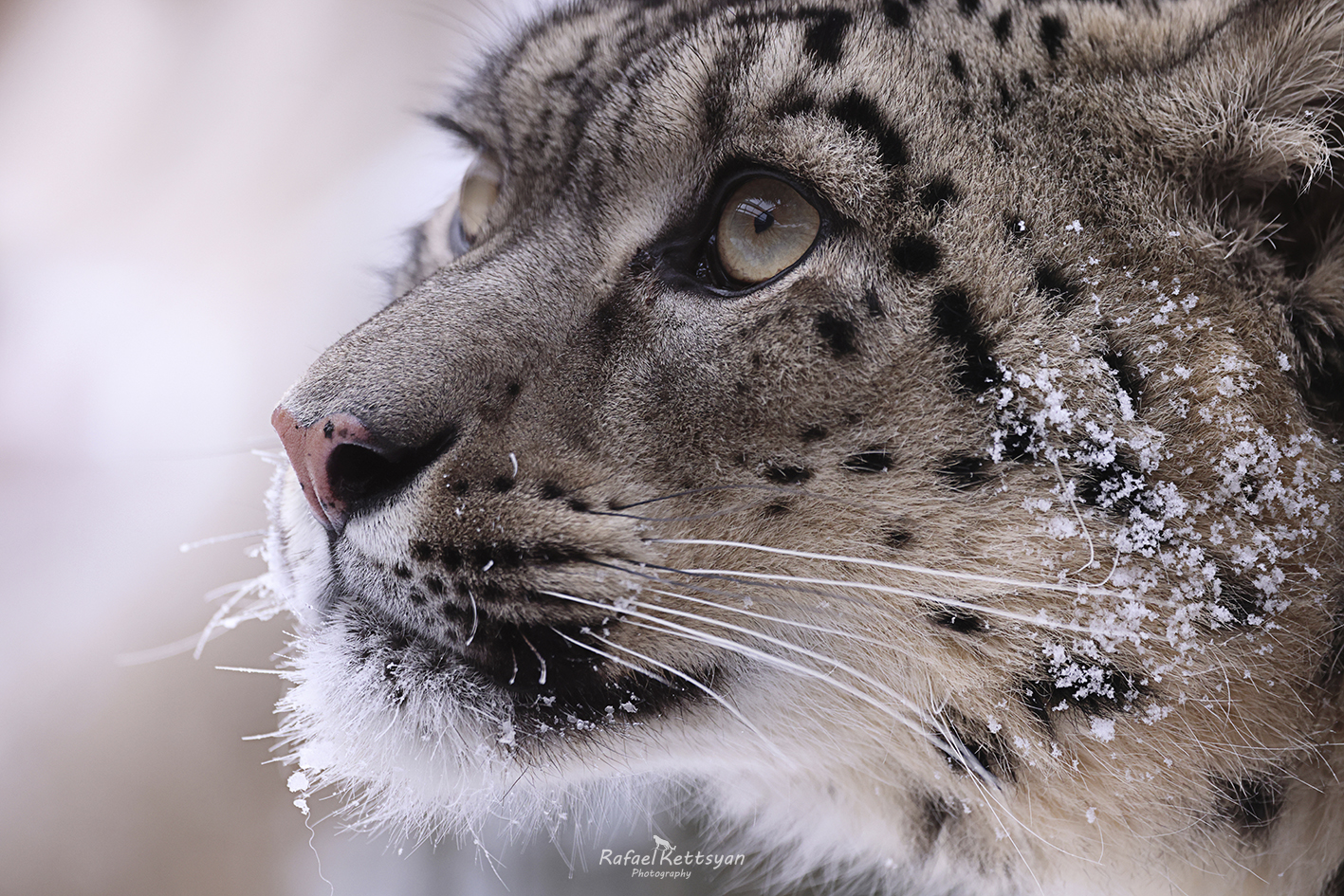 #snowleopard, #bigcats, #ирбис, #снежныйбарс, #большиекошки, Кетцян Рафаэль