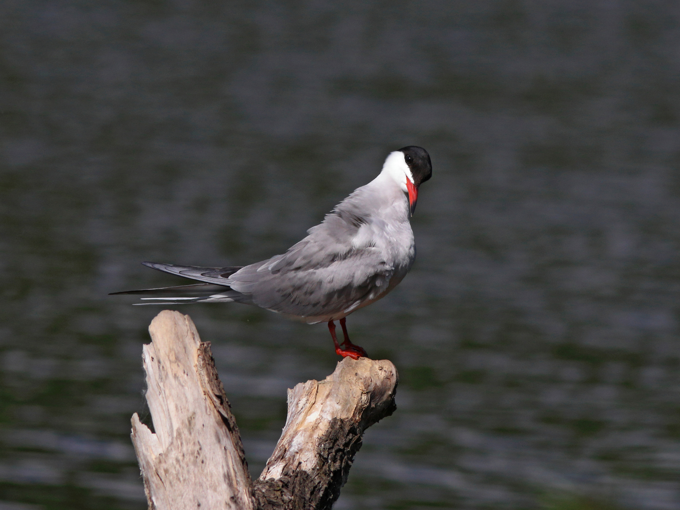 речная крачка,. sterna hirundo, common tern, Бондаренко Георгий