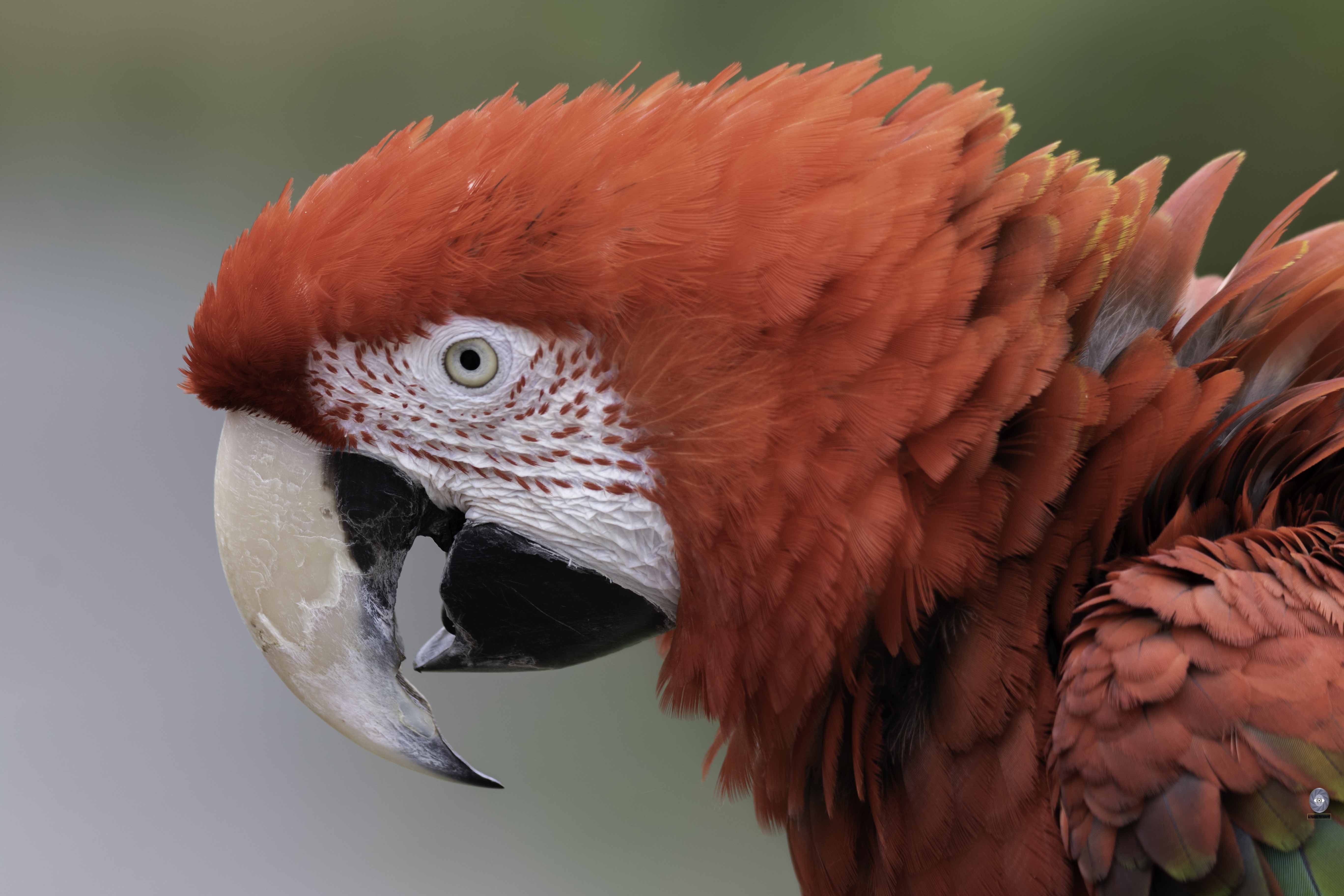 Scarlet macaw Bird Macaw, Ali Pashang