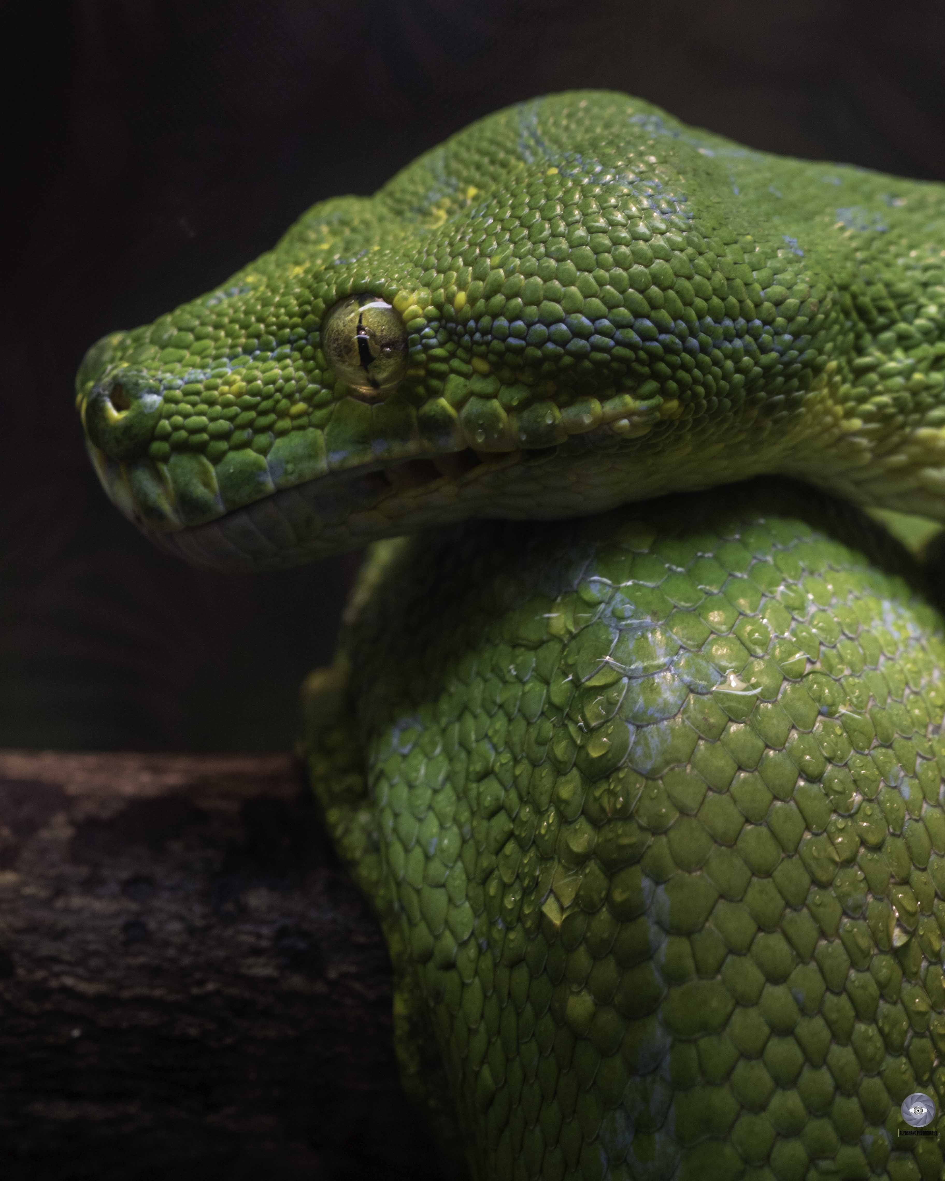 snake   python  green python green tree python, Ali Pashang