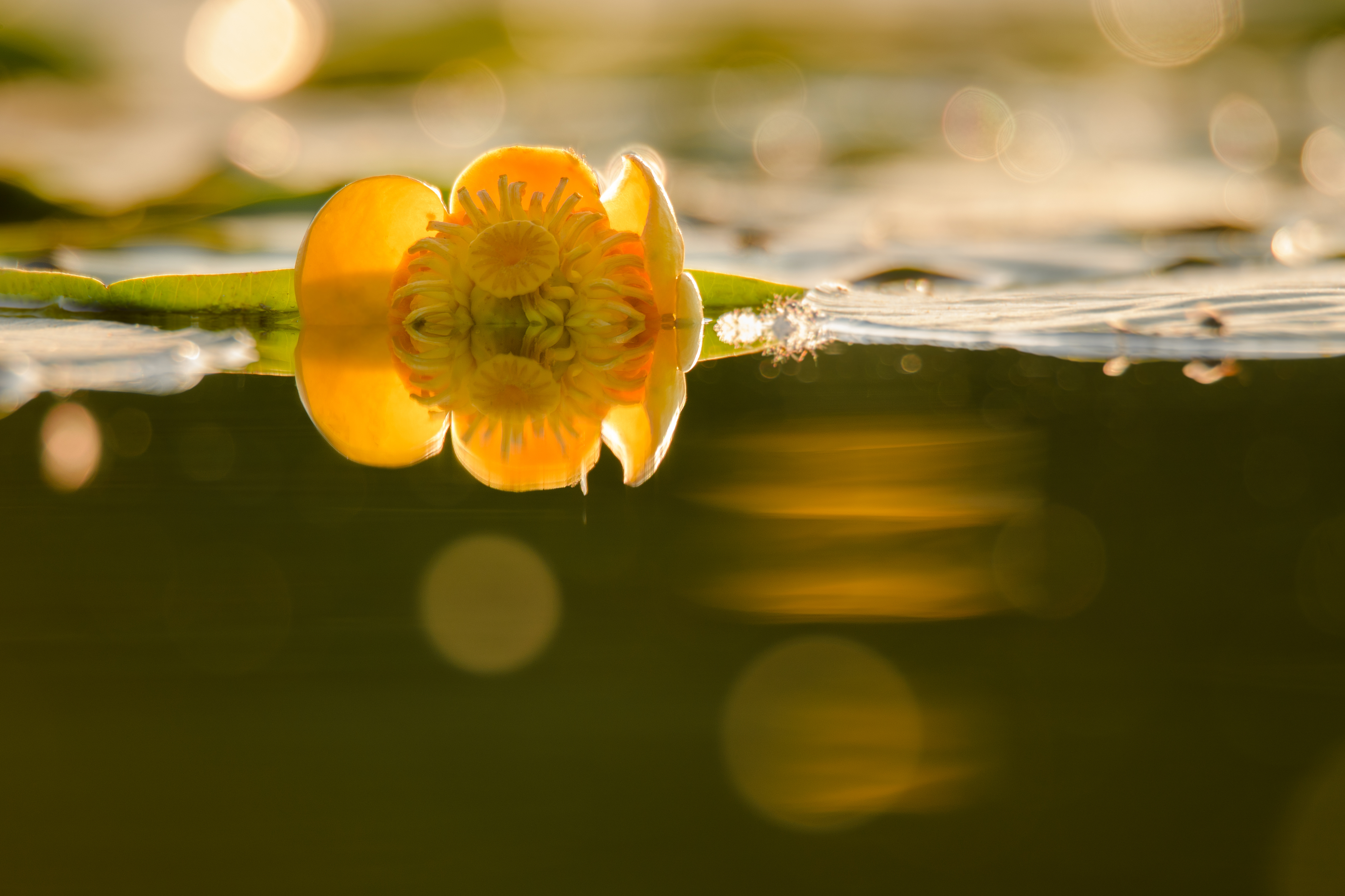 кубышка жёлтая, Nuphar lutea, Соварцева Ксения