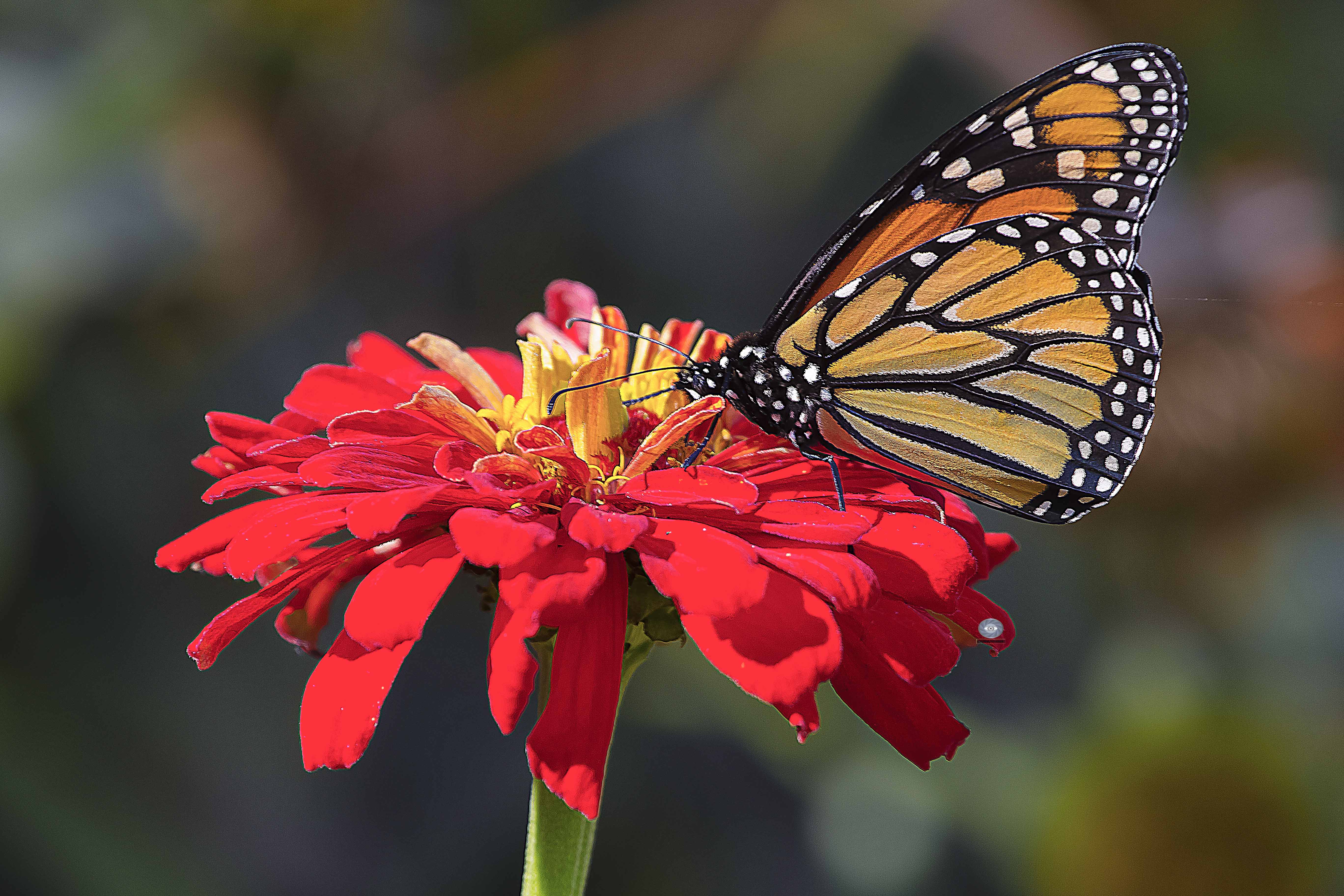 Flower  Butterfly , Ali Pashang