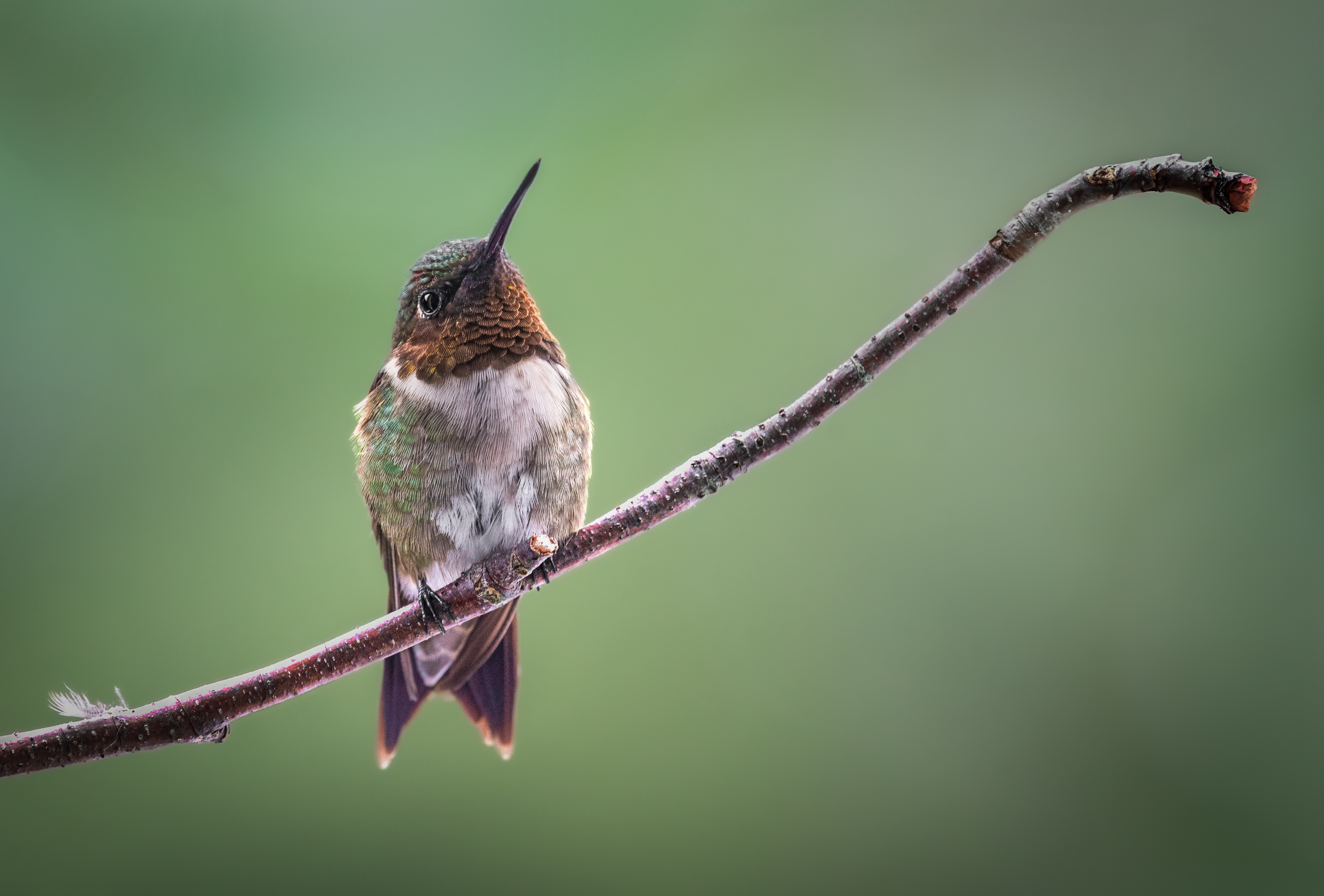 bird, humming, hummingbird, hummingbirds, hummer, rufous, nature, animals, wild, action, dynamic, Atul Saluja