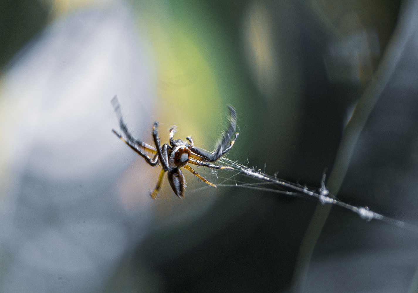 spider, macro, sony a6000, kitlens, telephoto, winter, morning, Unmesh Vijay