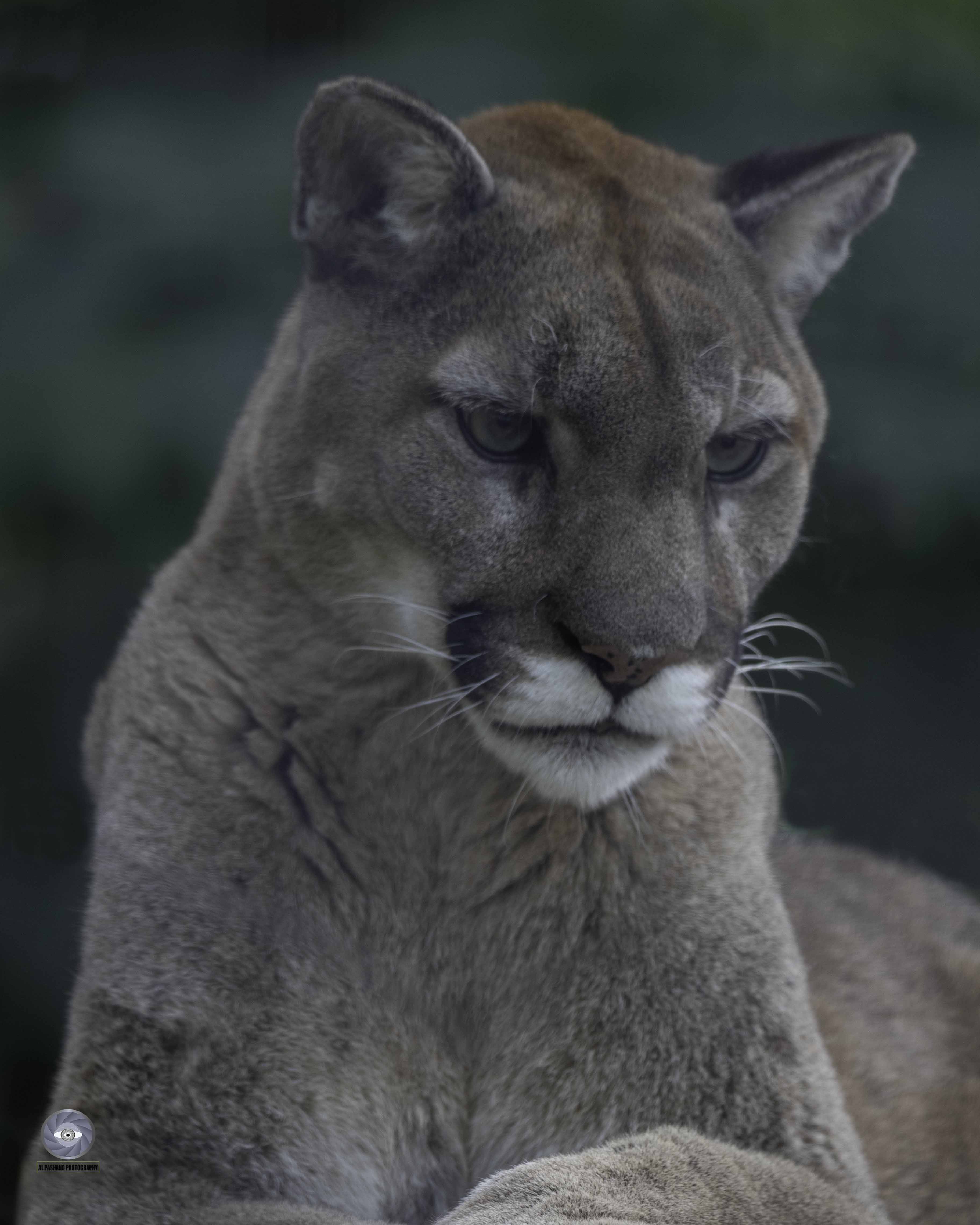 mammal puma mountain lion cougar, Ali Pashang