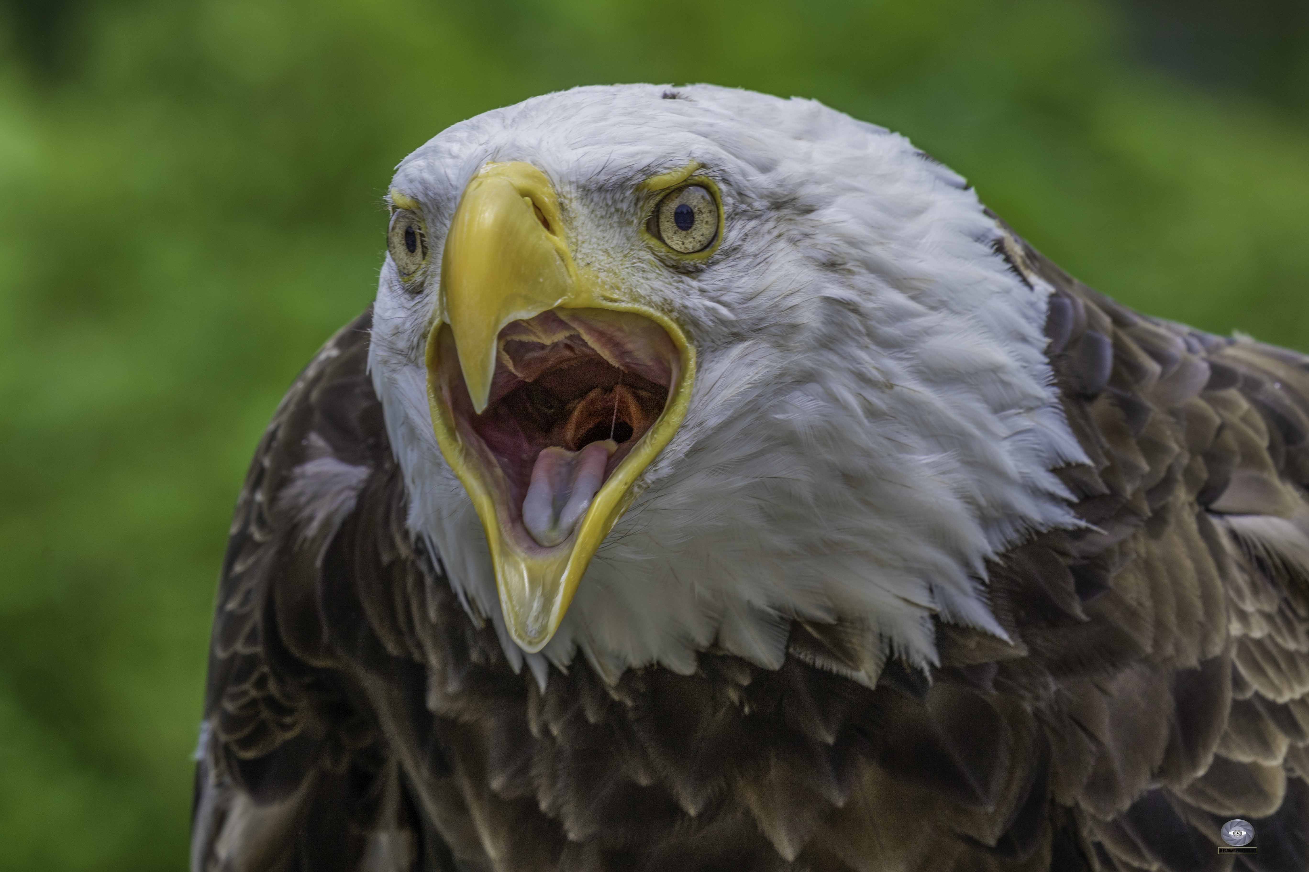 bird eagle bald eagle, Ali Pashang