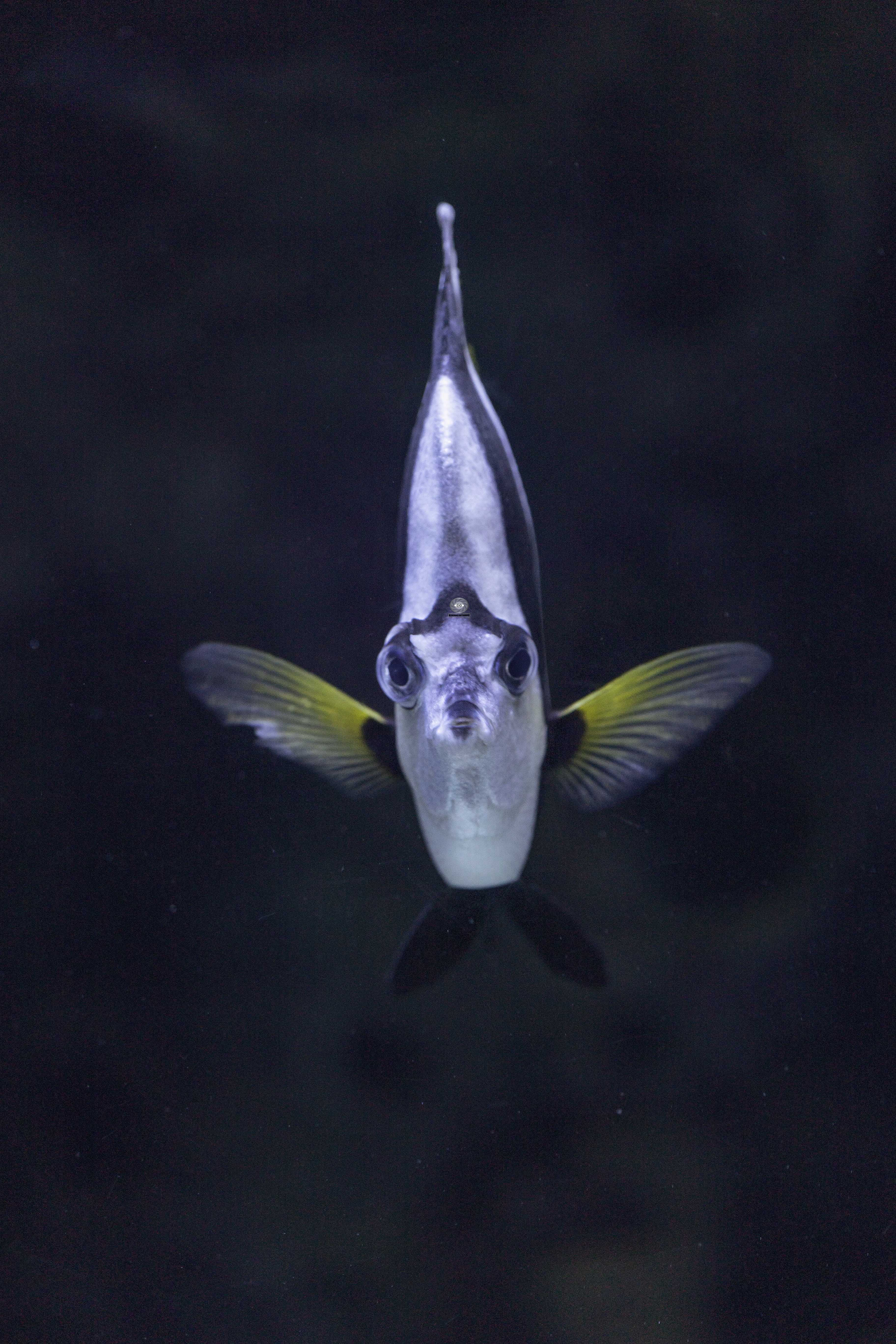 fish  pennant coral fish, Ali Pashang