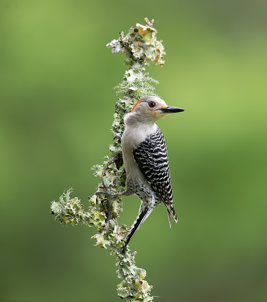 дятел, каролинский меланерпес, red-bellied woodpecker, woodpecker, Etkind Elizabeth