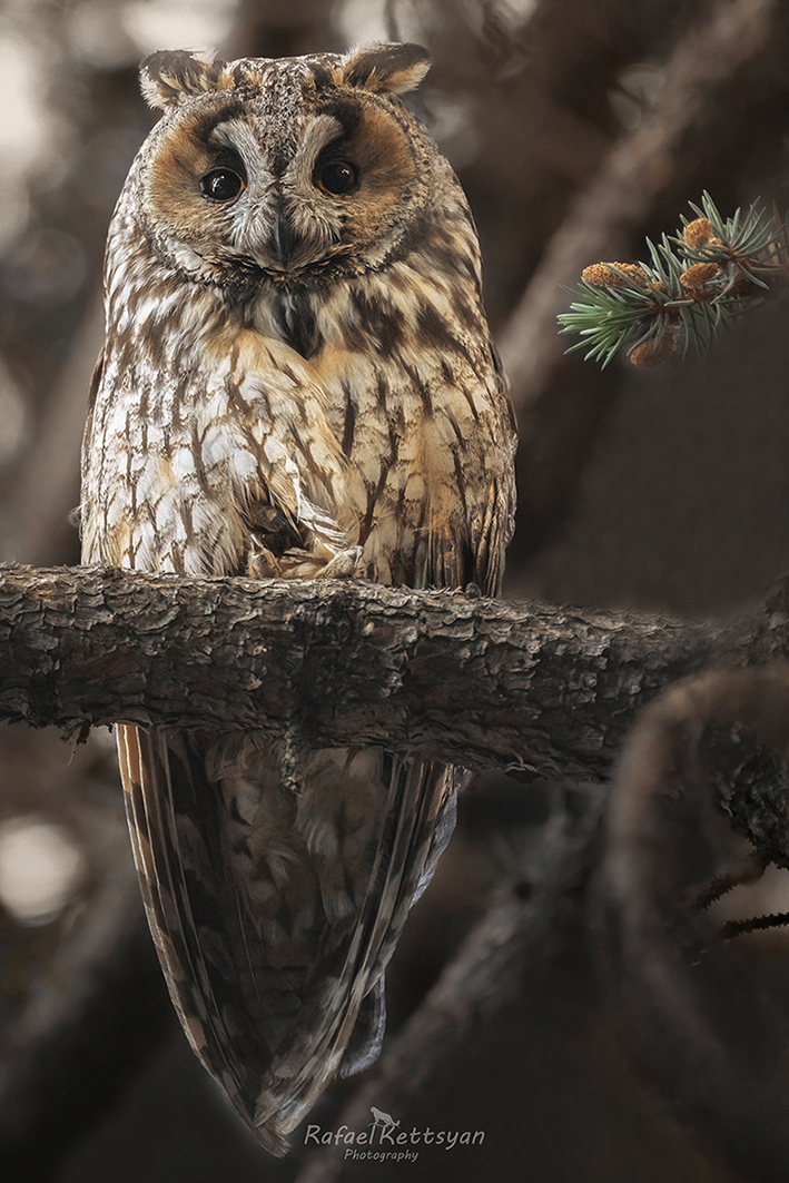 #owls #wildlife #animals #birds #совы, Кетцян Рафаэль