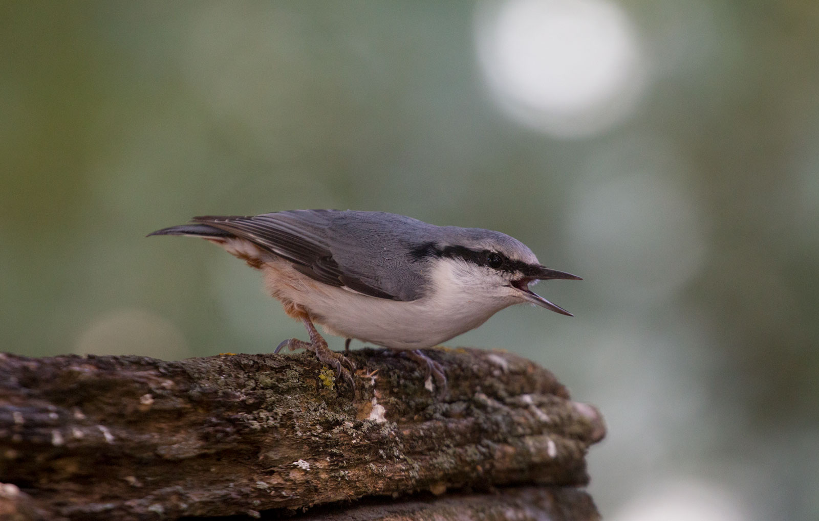 птицы, поползень, birds, wildlife, nuthatch, Алексей Юденков