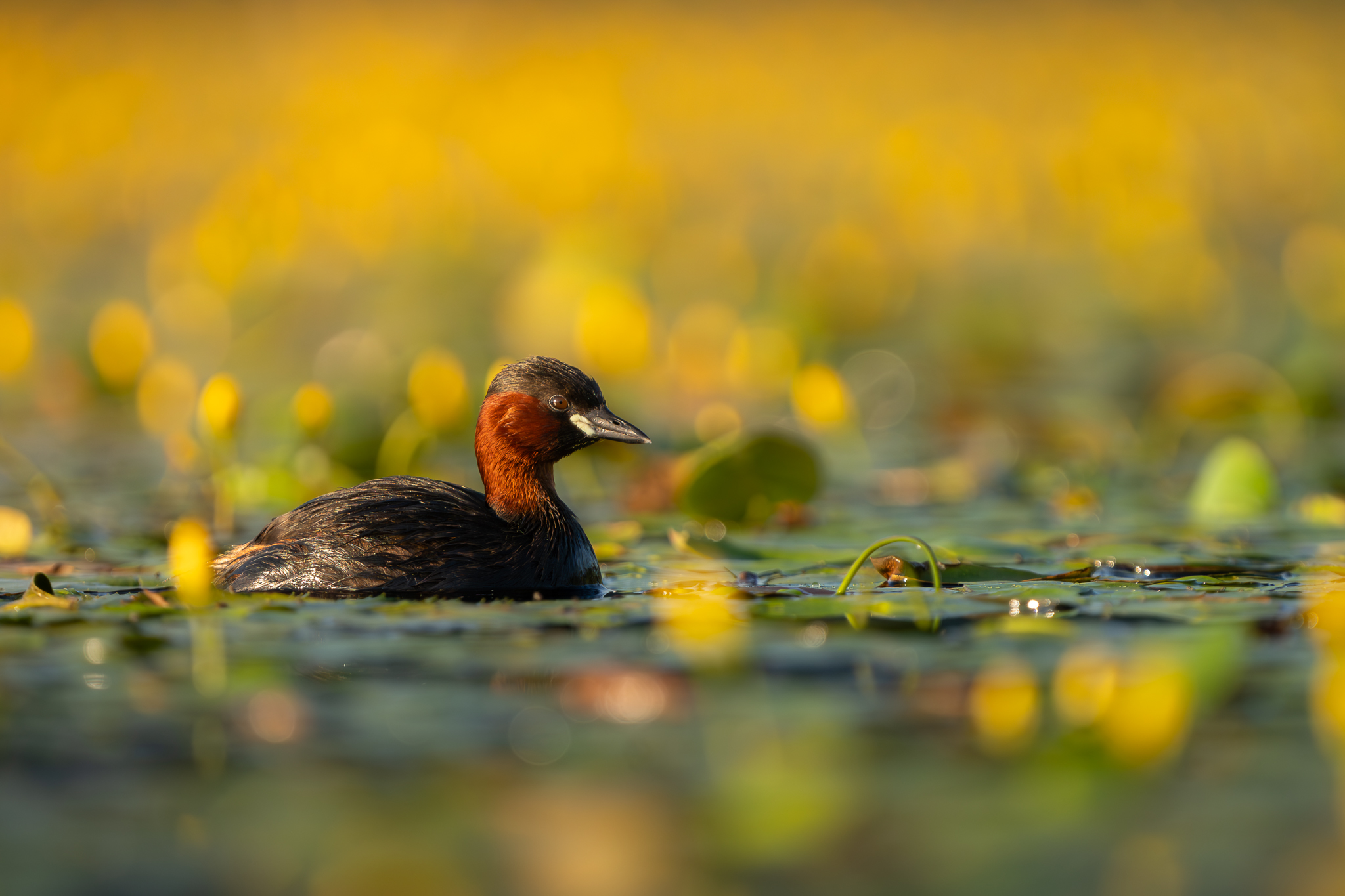 little, grebe, Turnšek Danijel