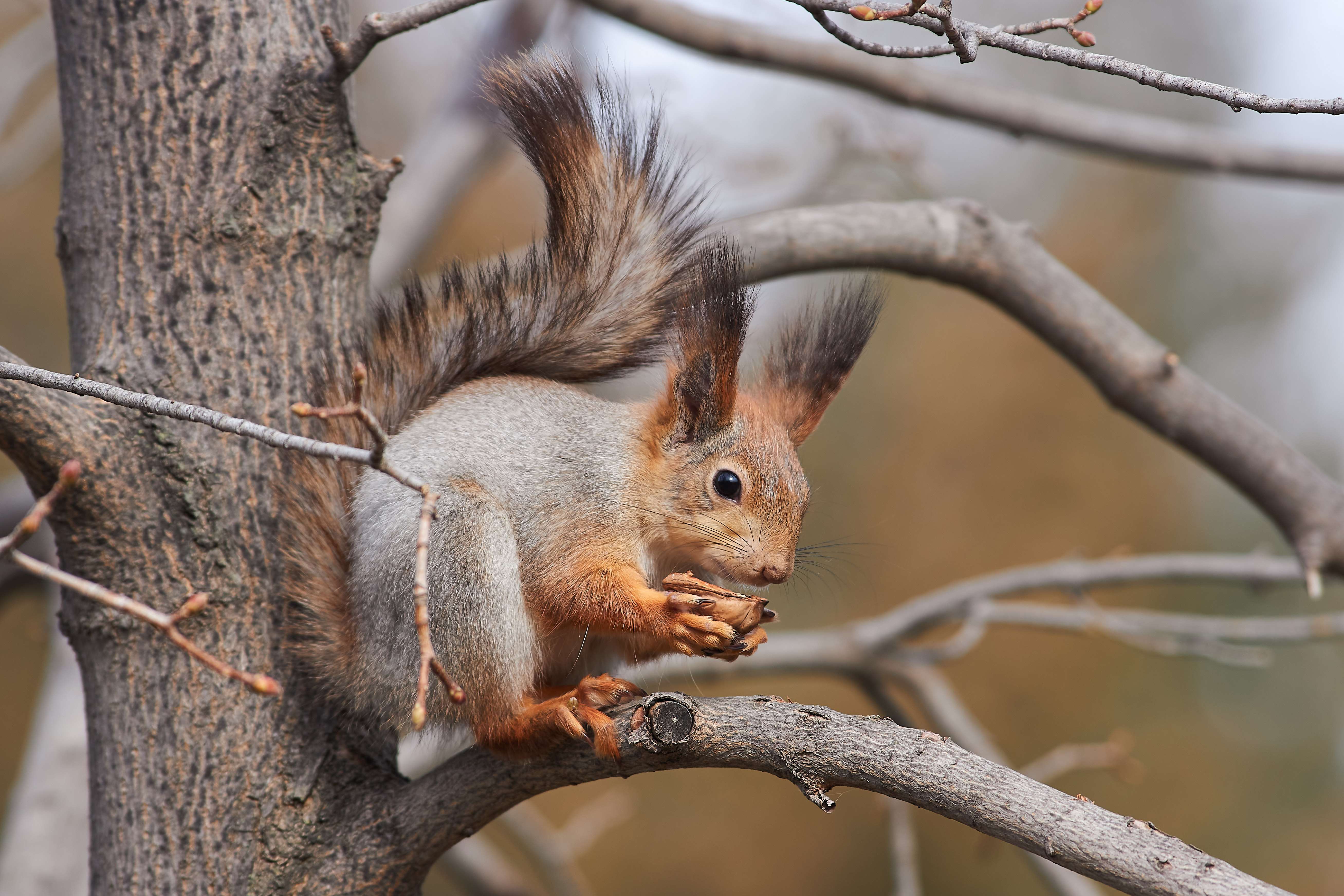 squirrel, volgograd, russia, , Павел Сторчилов