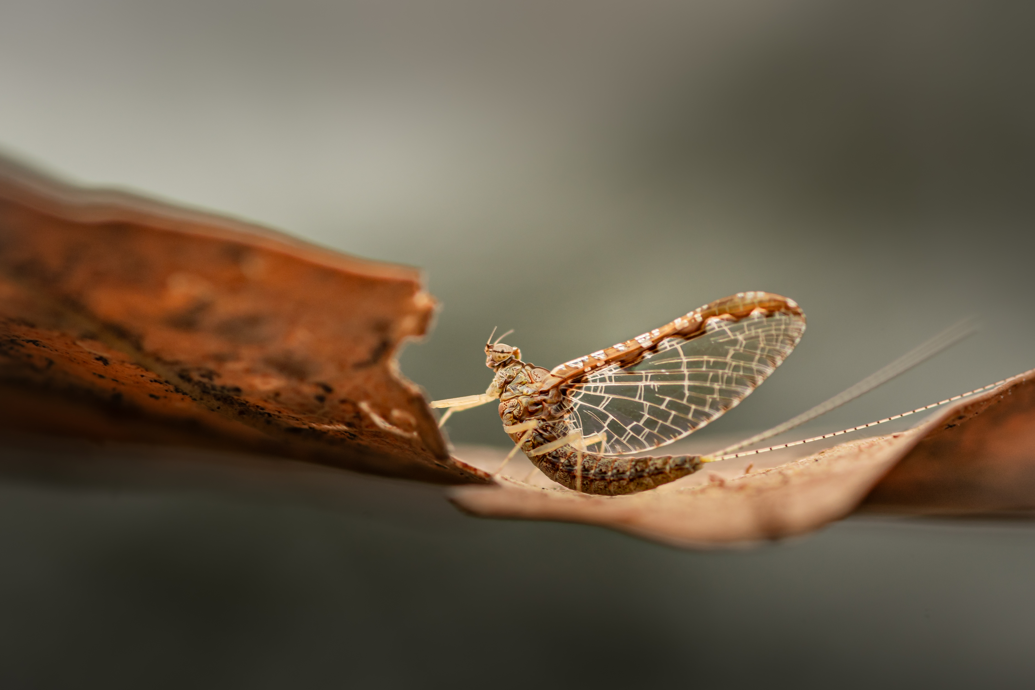 mayfly, fly, sunset, dusk, dawn, sunrise, insect, bug, macro,, Atul Saluja