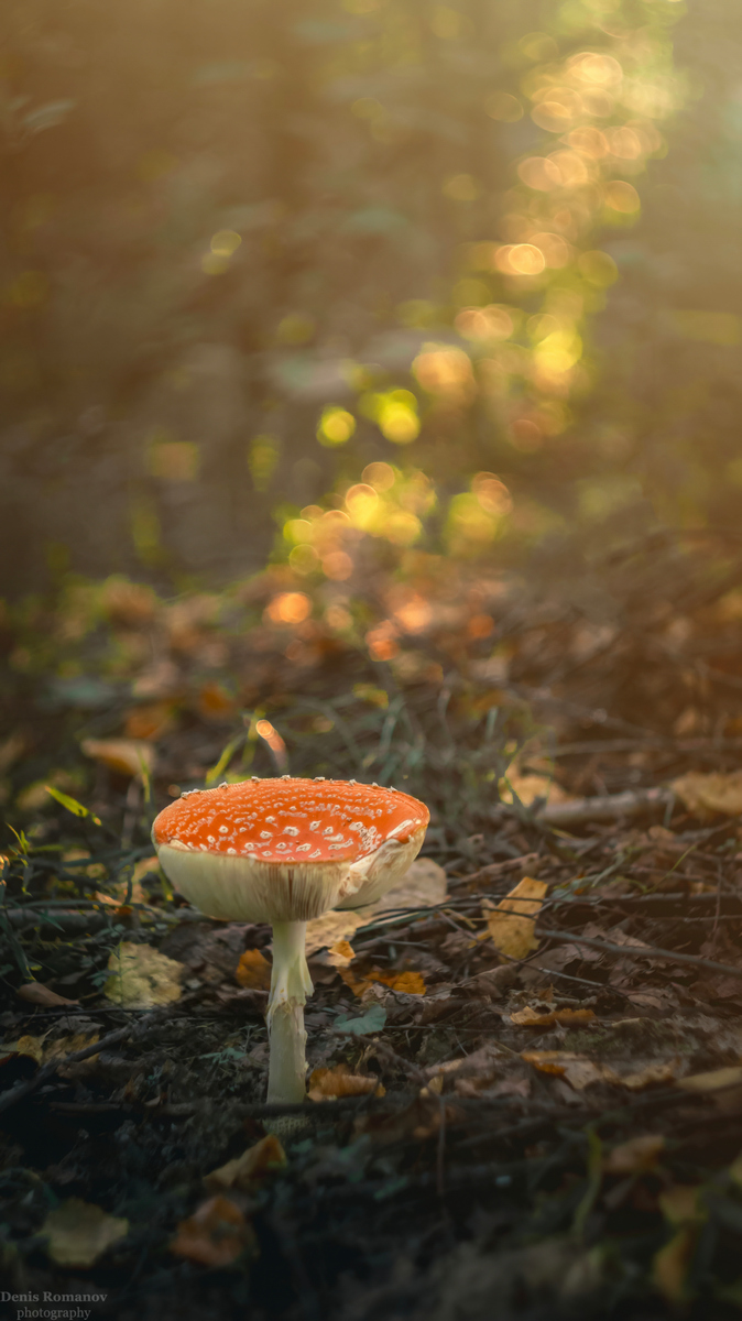 #природа #лето #август #макро #гриб #summer #mushroom, Denis Romanov