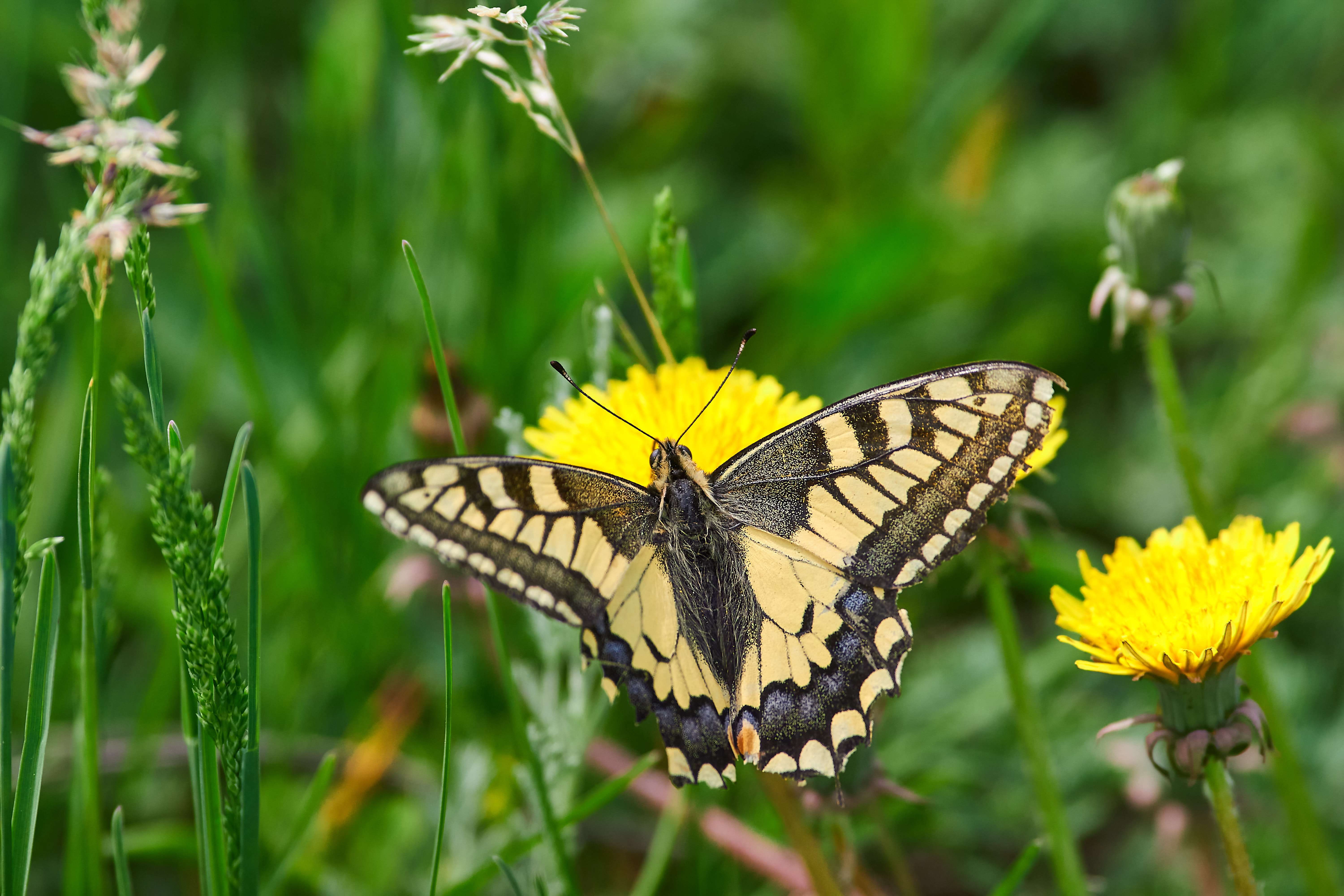 buttefly, volgograd, russia, wildlife, , Павел Сторчилов