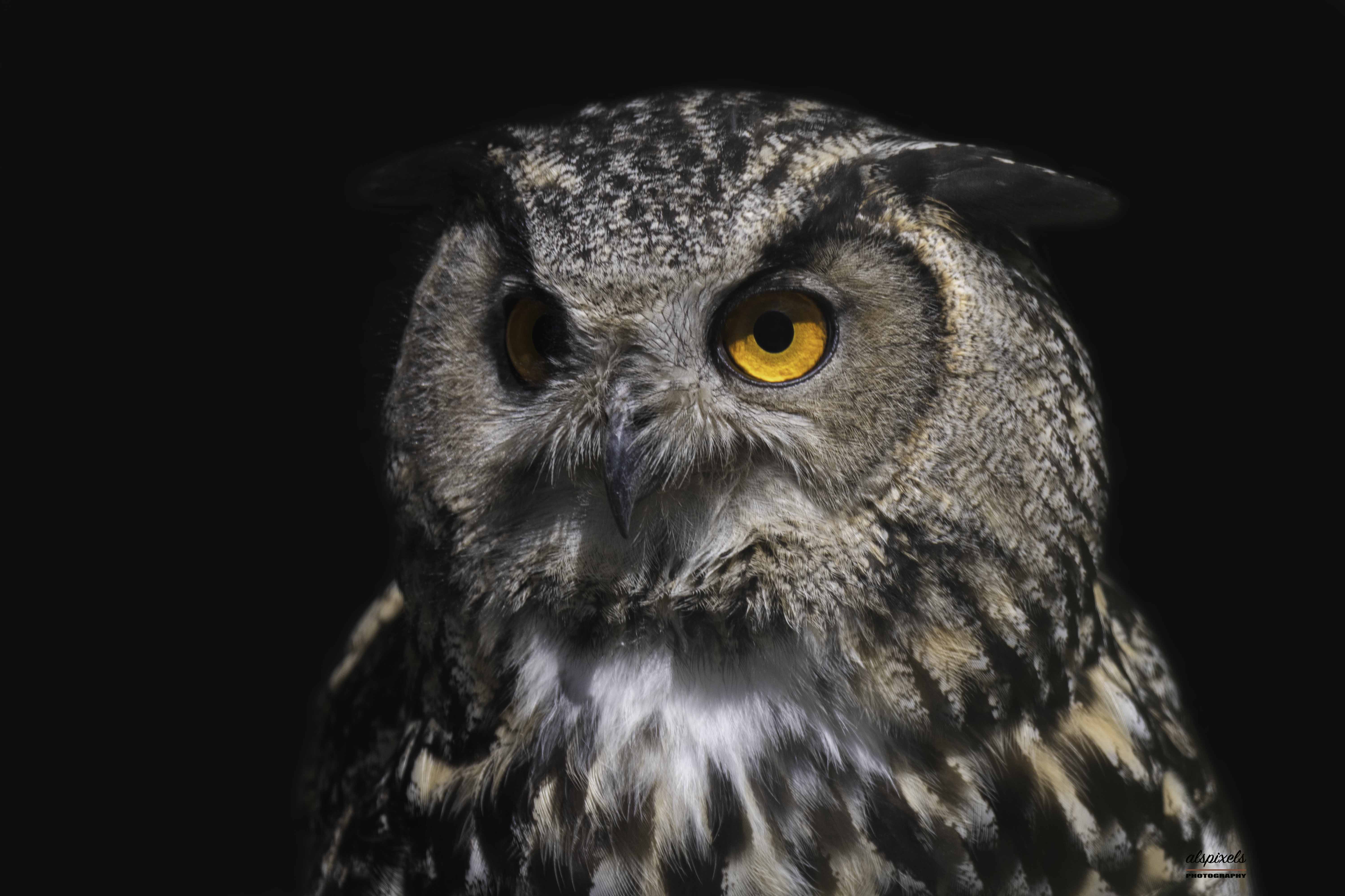 owl-bird-bird of prey eurasian eagle owl, Ali Pashang