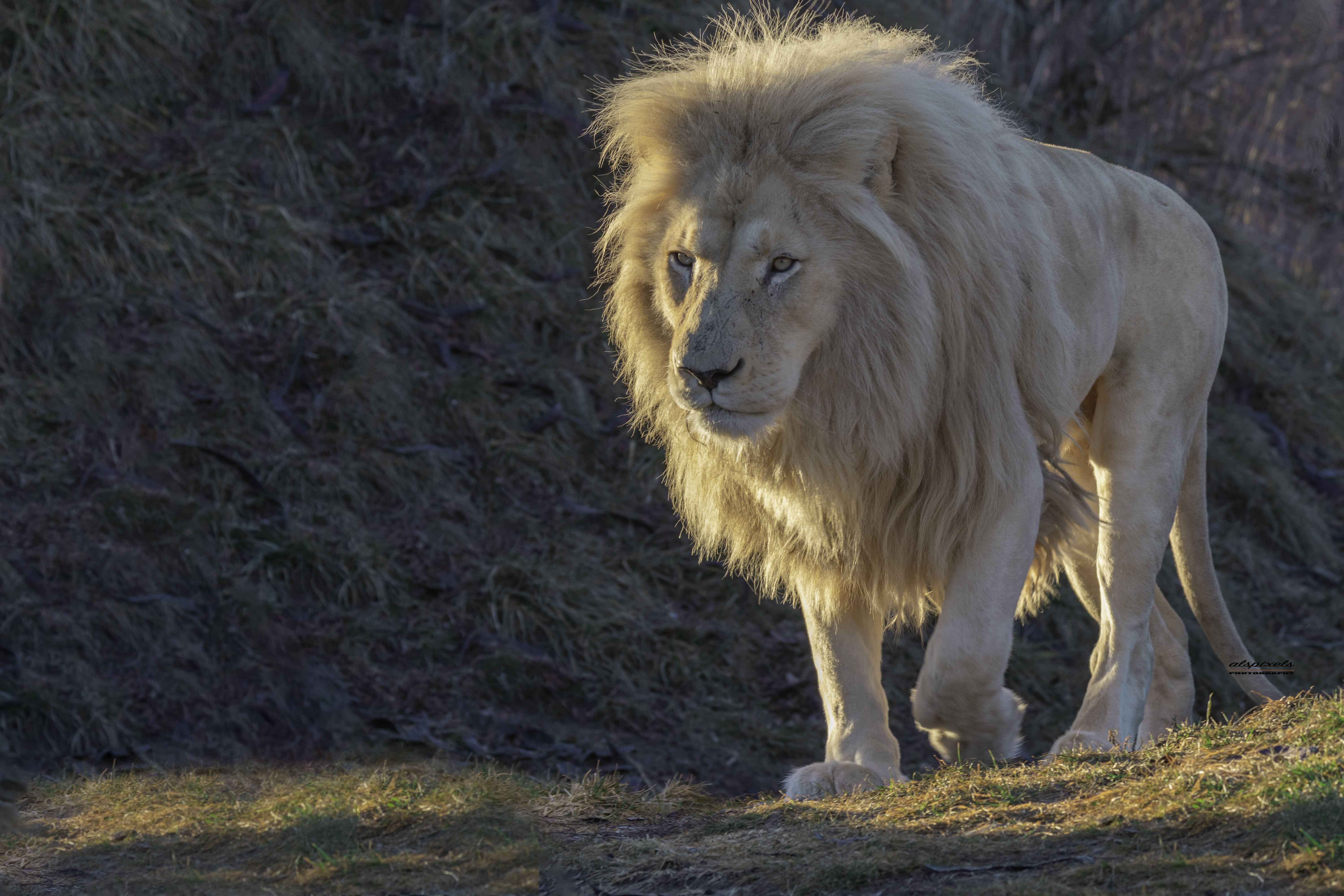 Mammals Lion White lion, Ali Pashang