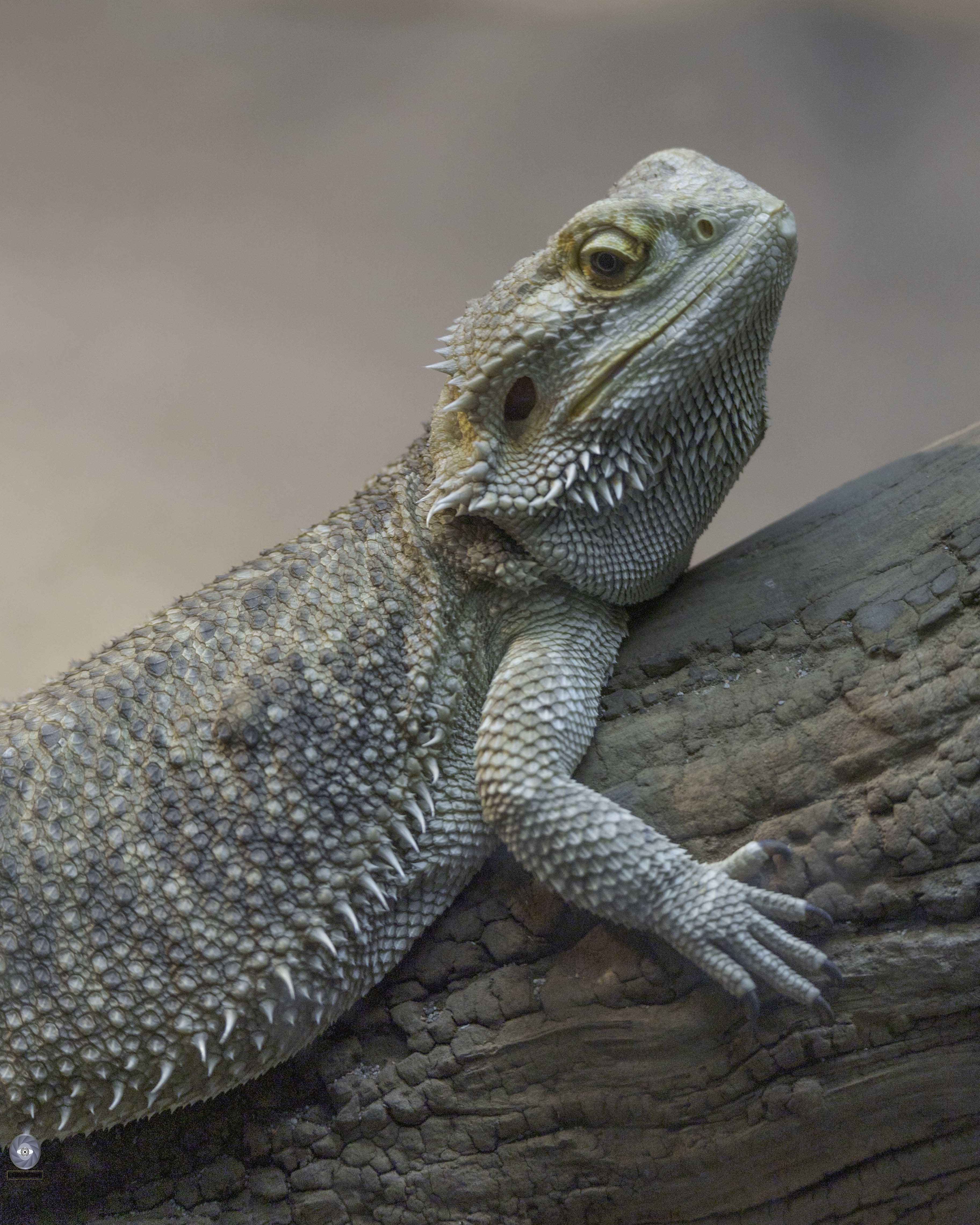 reptile dragon central bearded dragon, Ali Pashang