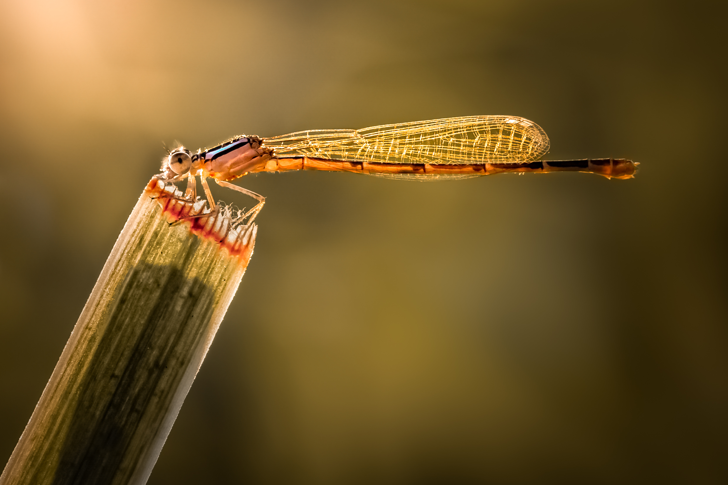 damselfly, dragonfly, insect, grass, sunset, dusk, evening, bug, macro, blade, grassland,, Atul Saluja