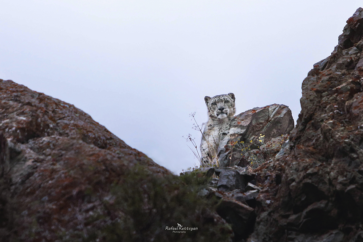 #snowleopard #bigcats #ирбис #снежныйбарс #большиекошки, Кетцян Рафаэль