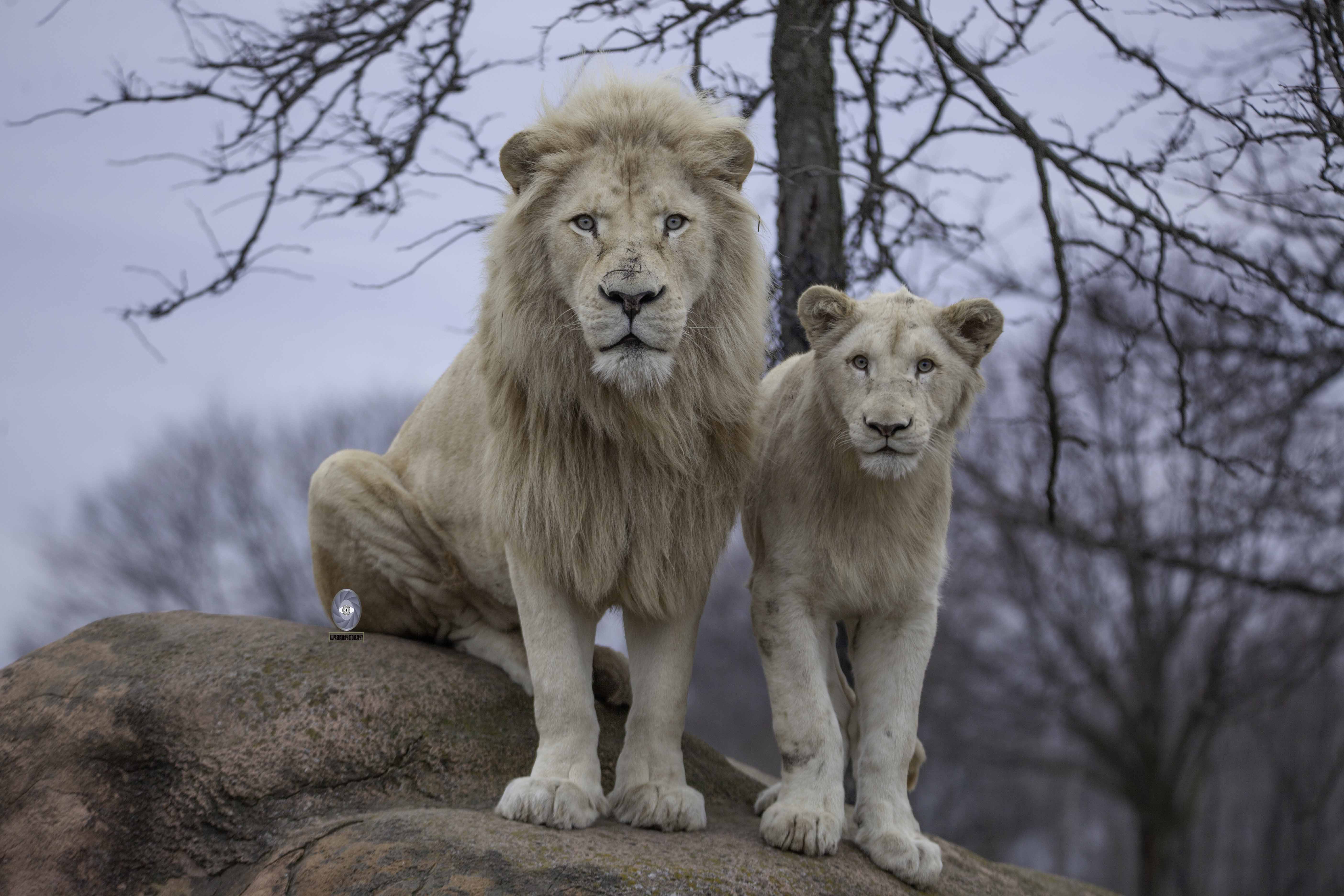 lion-african lion-cat-big cat-white lion-africa-mammals-power-strong, Ali Pashang