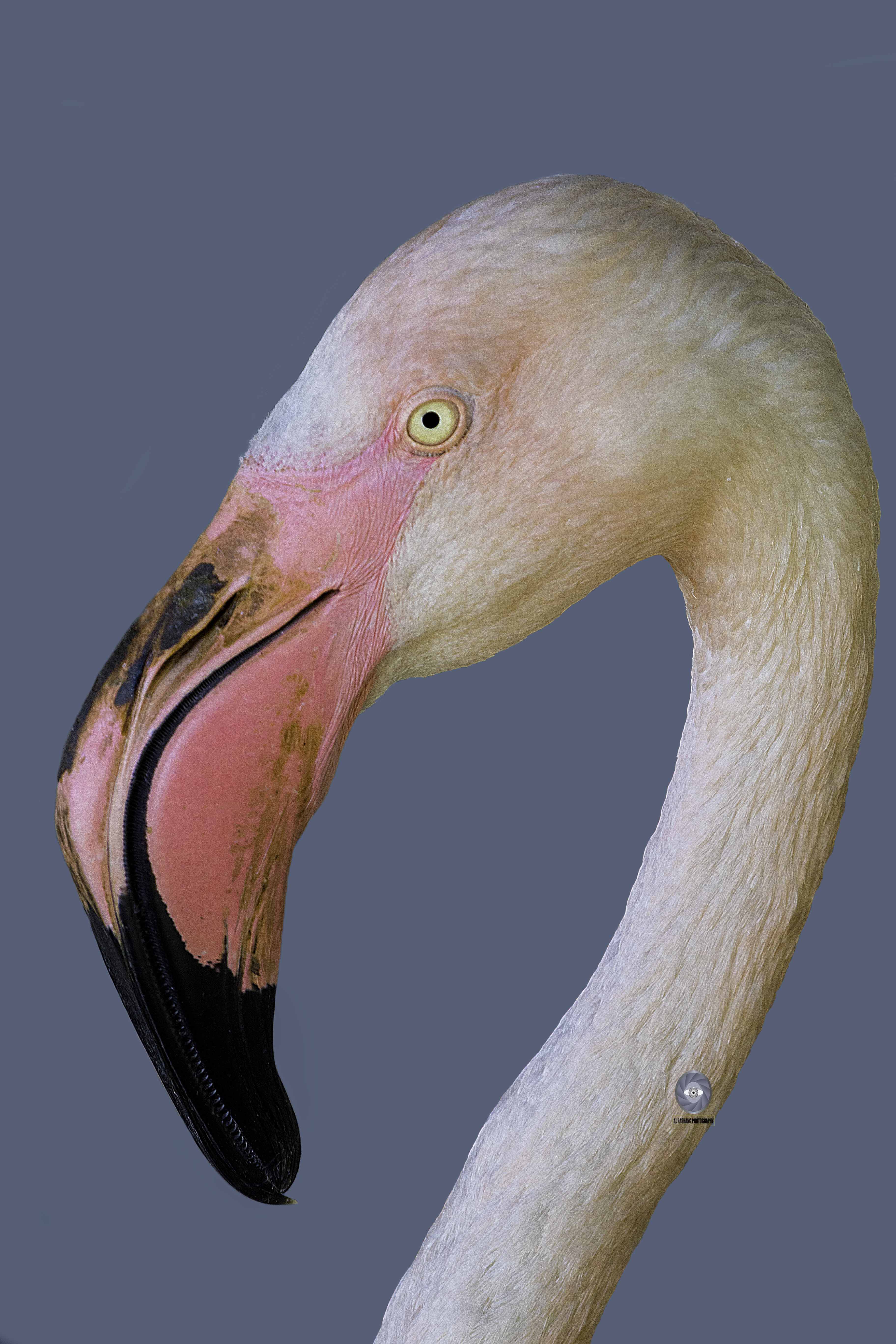 bird flamingo, Ali Pashang