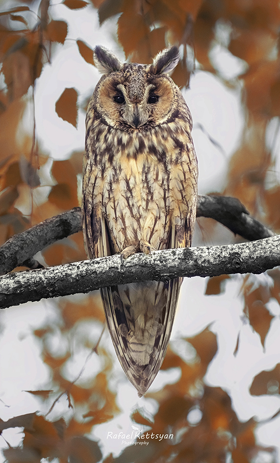 #owls #wildlife #animals #birds #совы, Кетцян Рафаэль