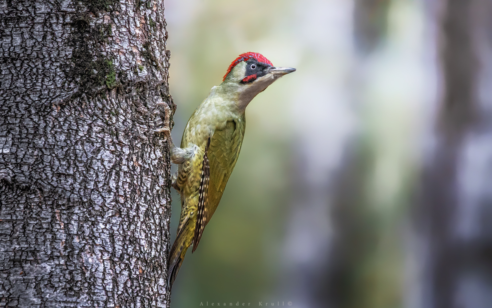 дятел, зеленый дятел, picus viridis, Круль Александр