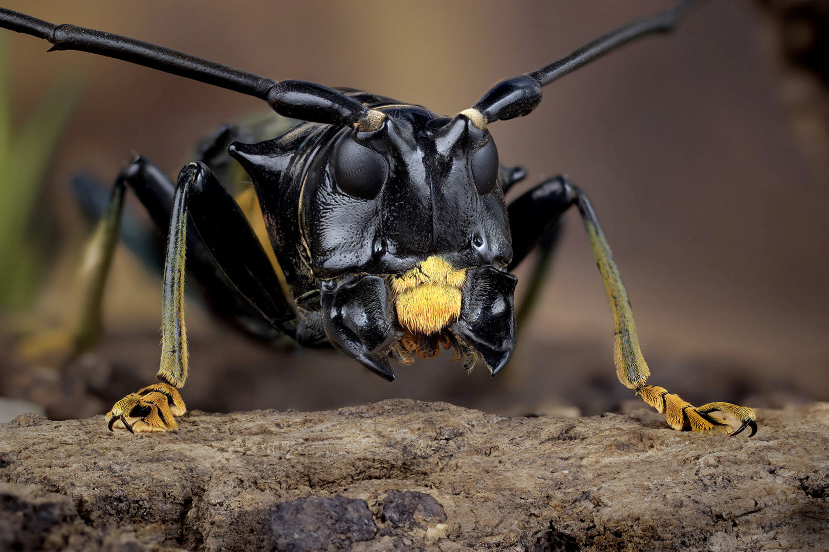 coleoptera, cerambycidae, sternotomis (pseudolemur) rufozonata fairmaire, усач, Kavaliauskas Eugenijus