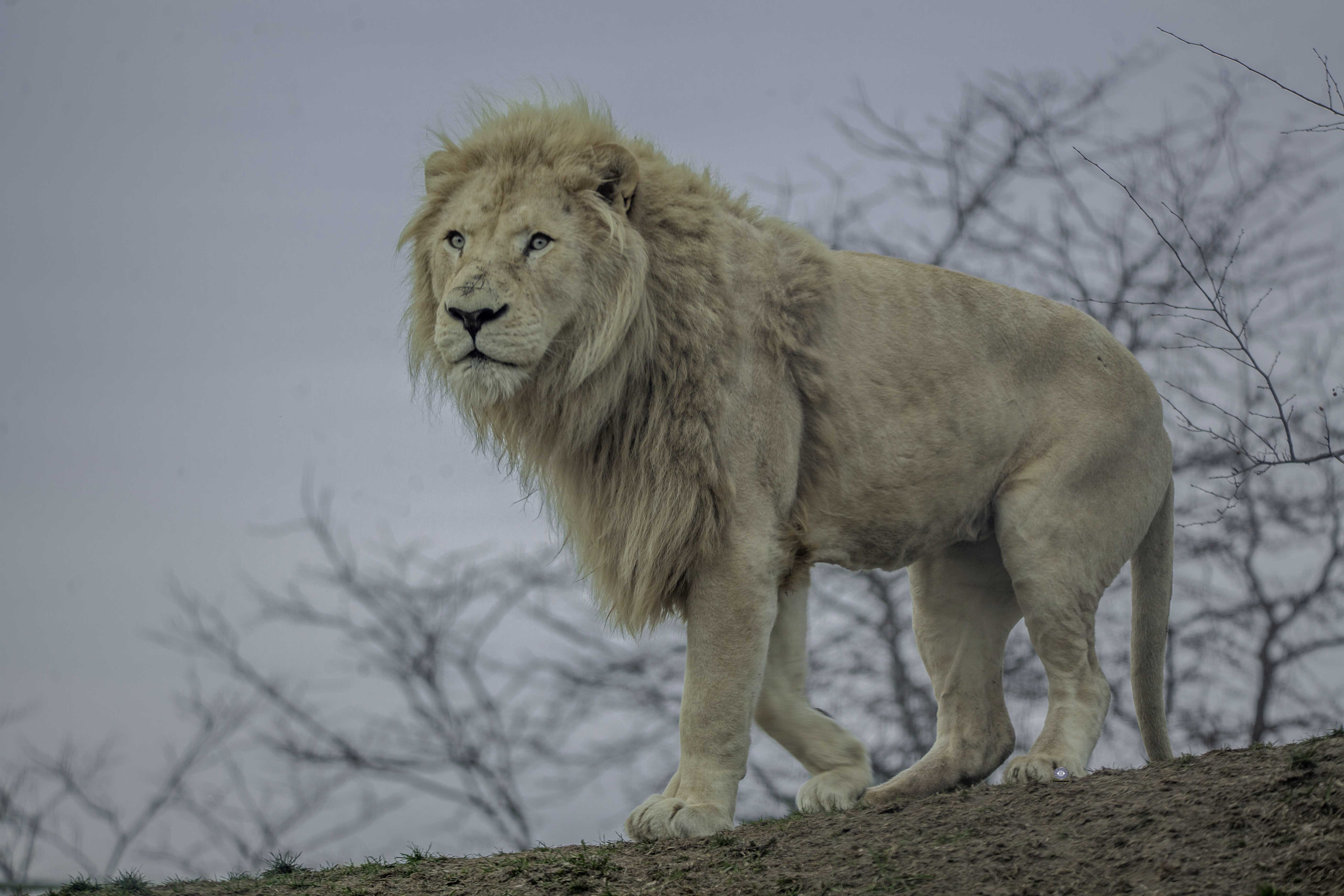 lion-african lion-cat-big cat-white lion-africa-mammals-power-strong, Ali Pashang